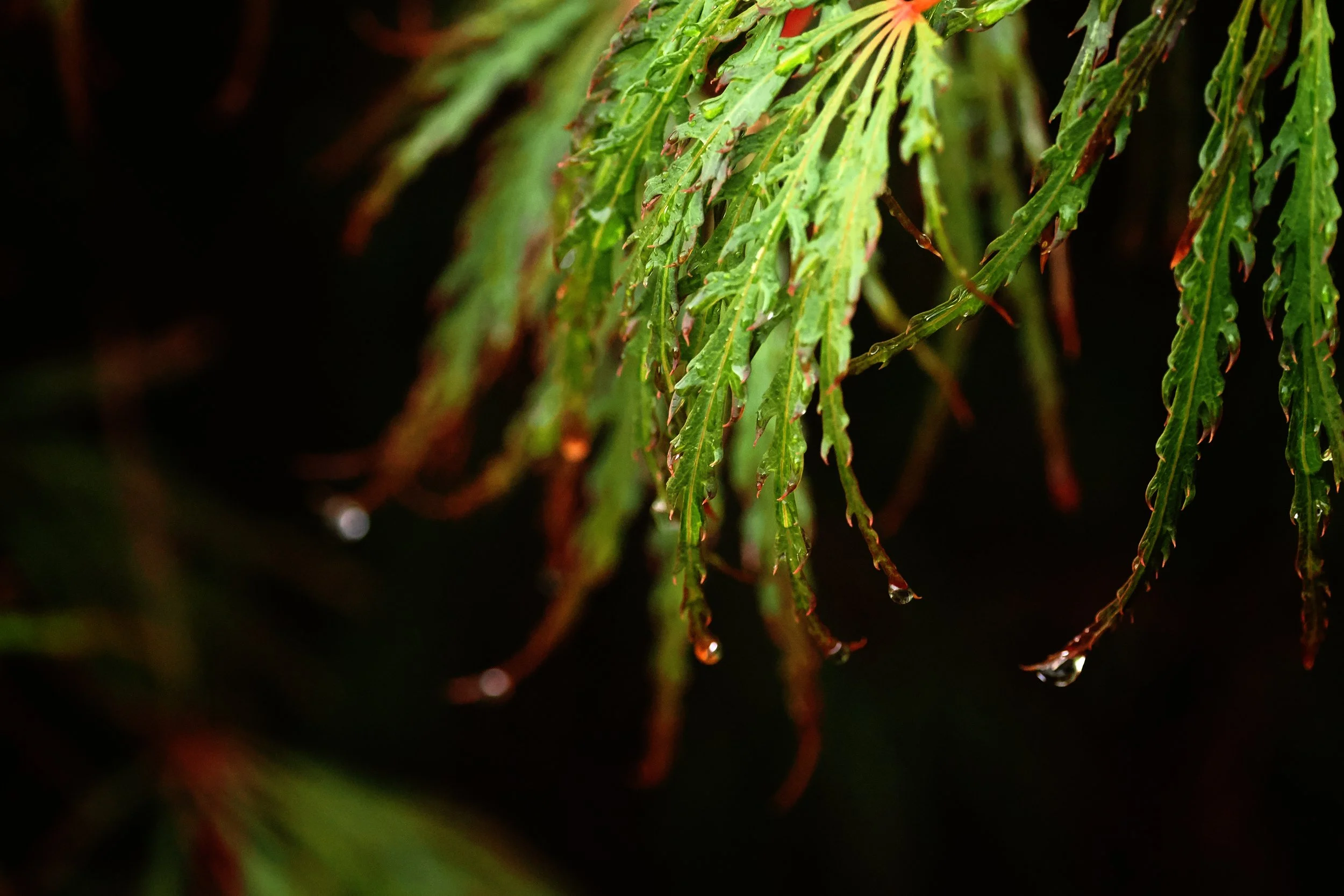 japanese maple photo