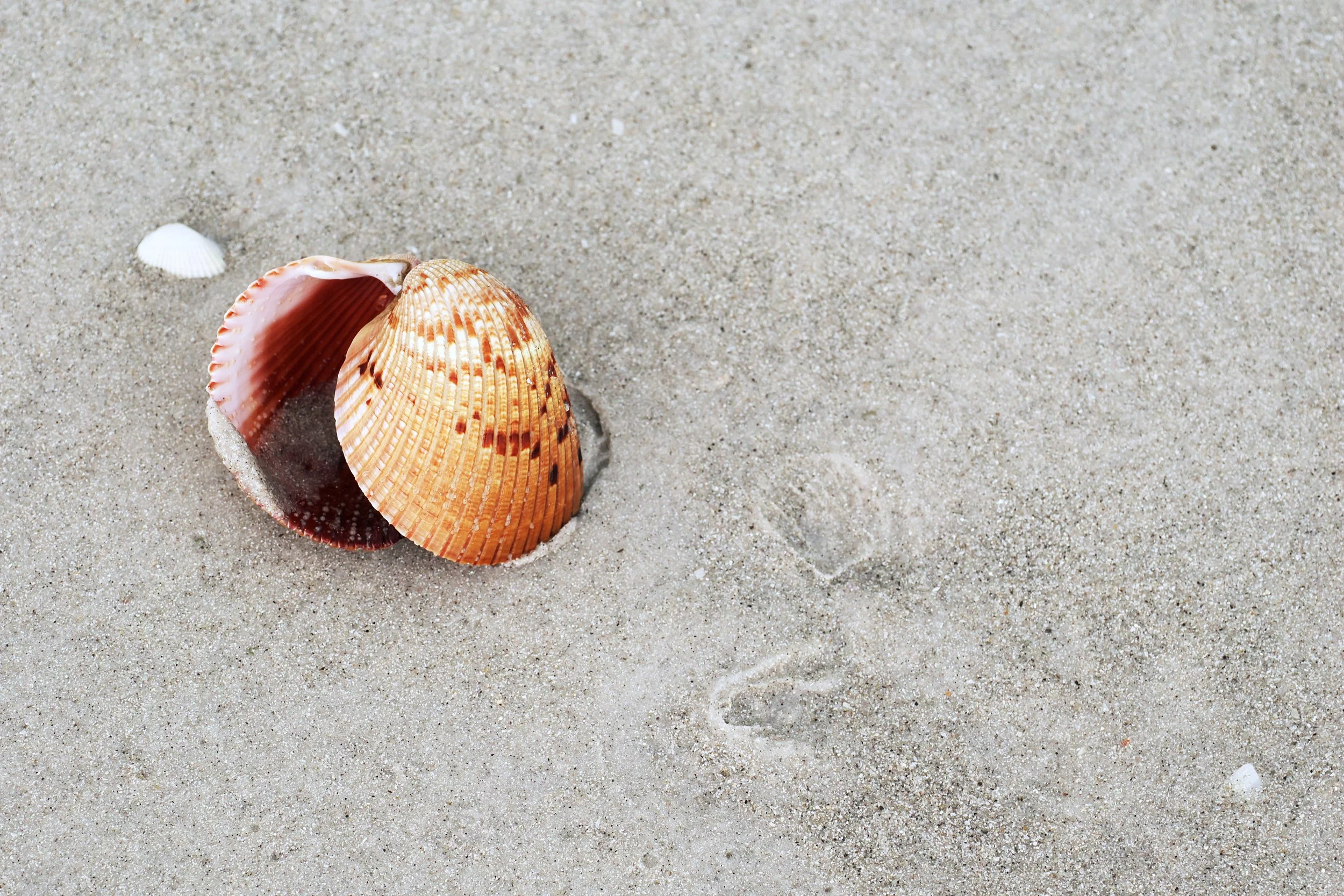 seashells on beach photo