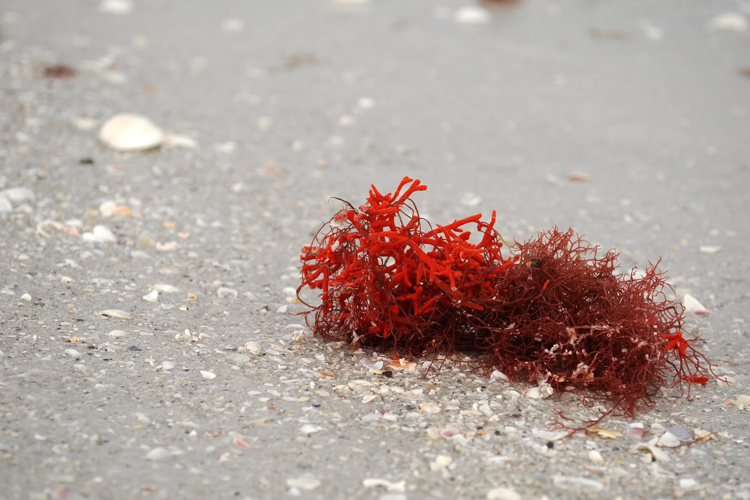 seaweed washed ashore photo