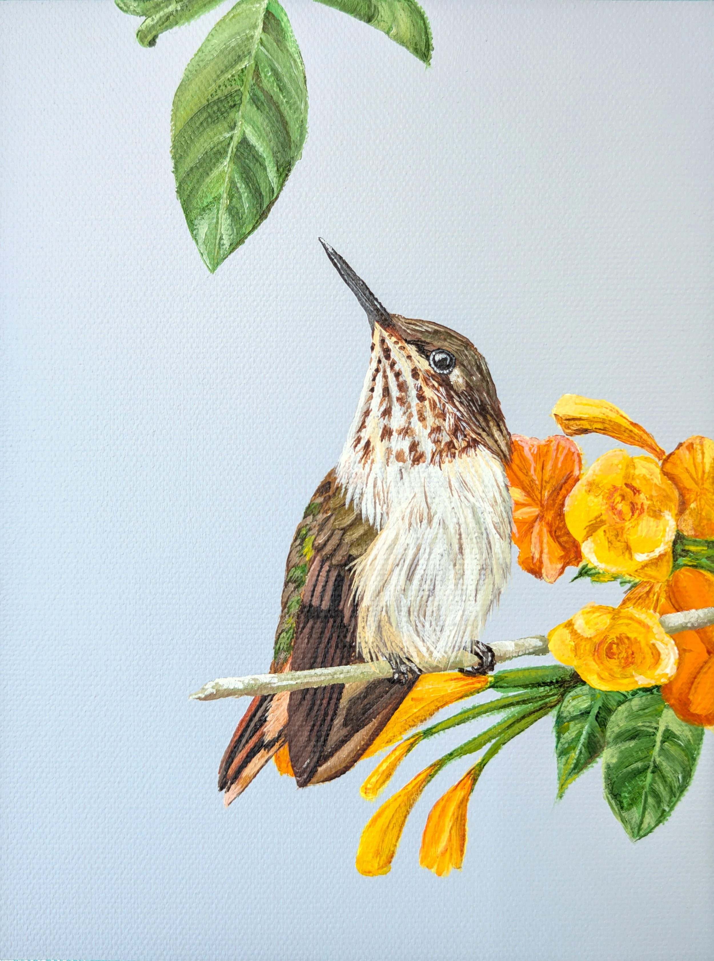 Volcano Hummingbird.jpg