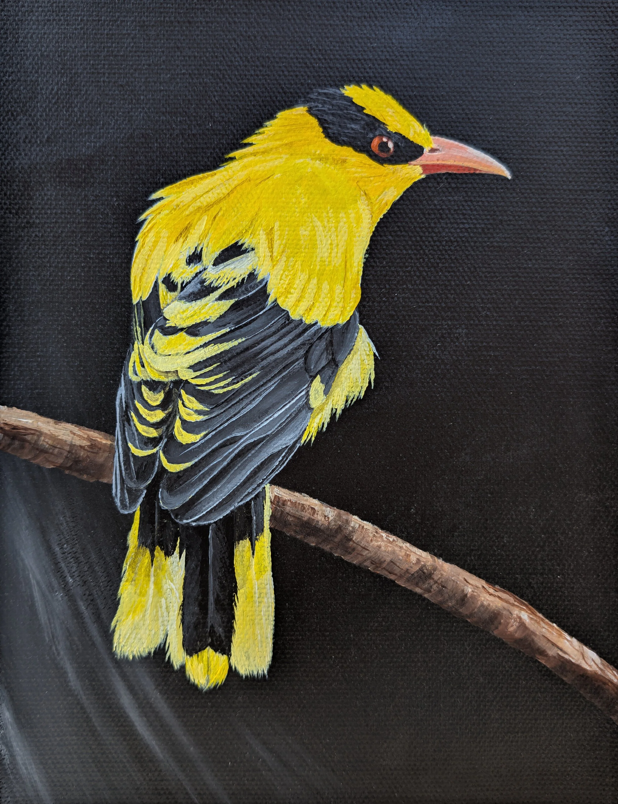 black naped oriole