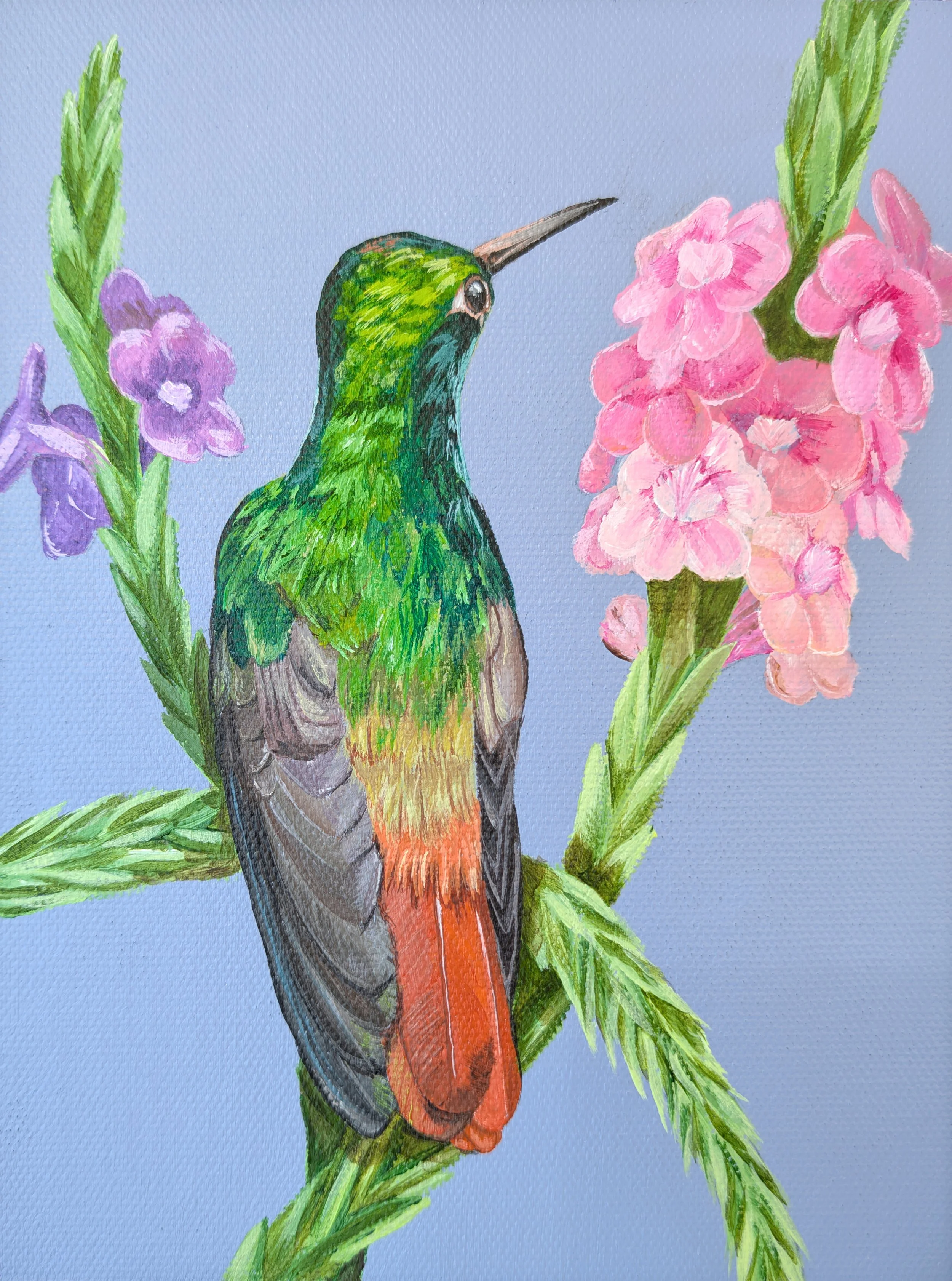 Rufous-Tailed Hummingbird.jpg