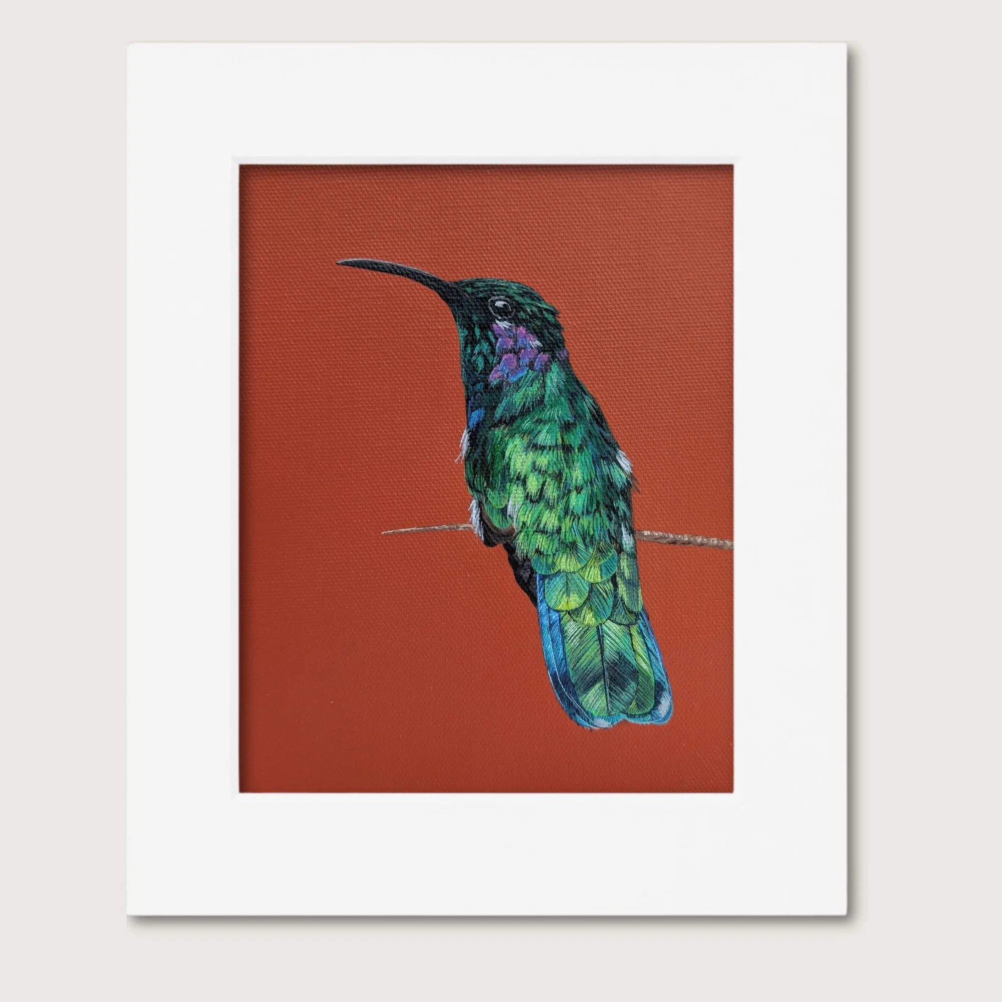 Violetear II Matted Shop Img.jpg