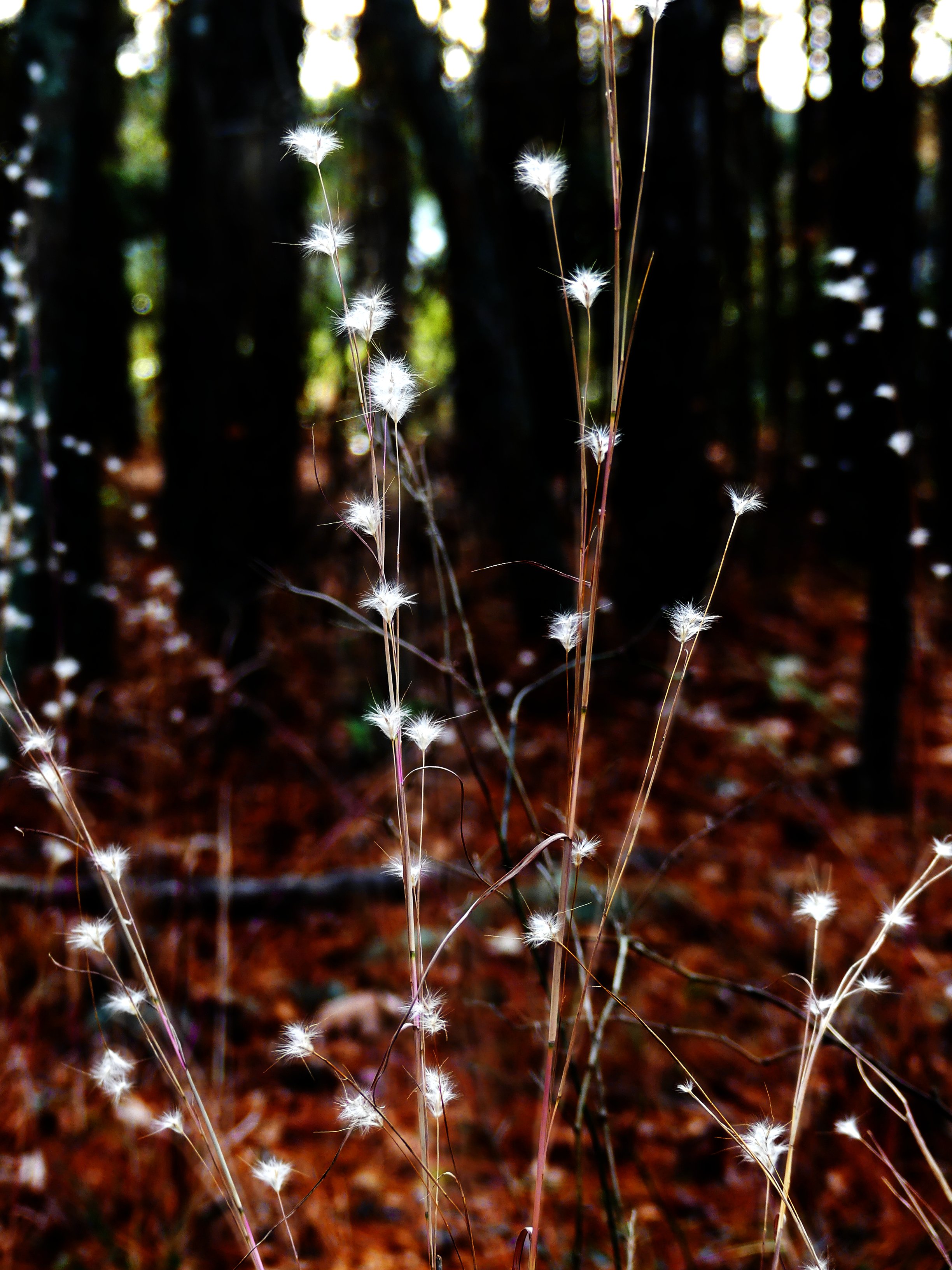 forest photo
