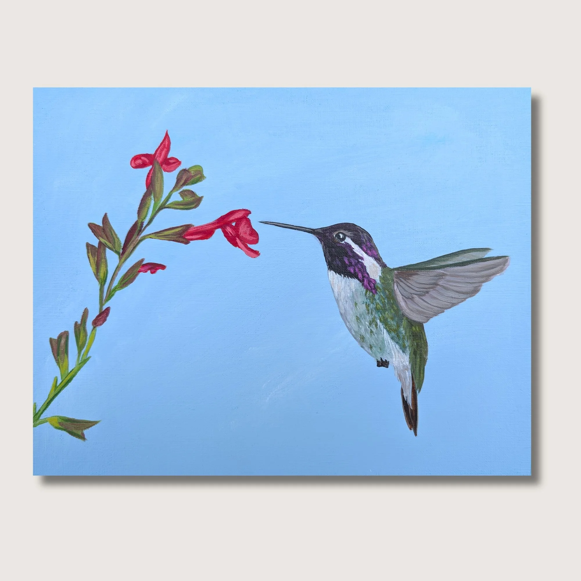 Costas Hummingbird Print Shop Img.jpg