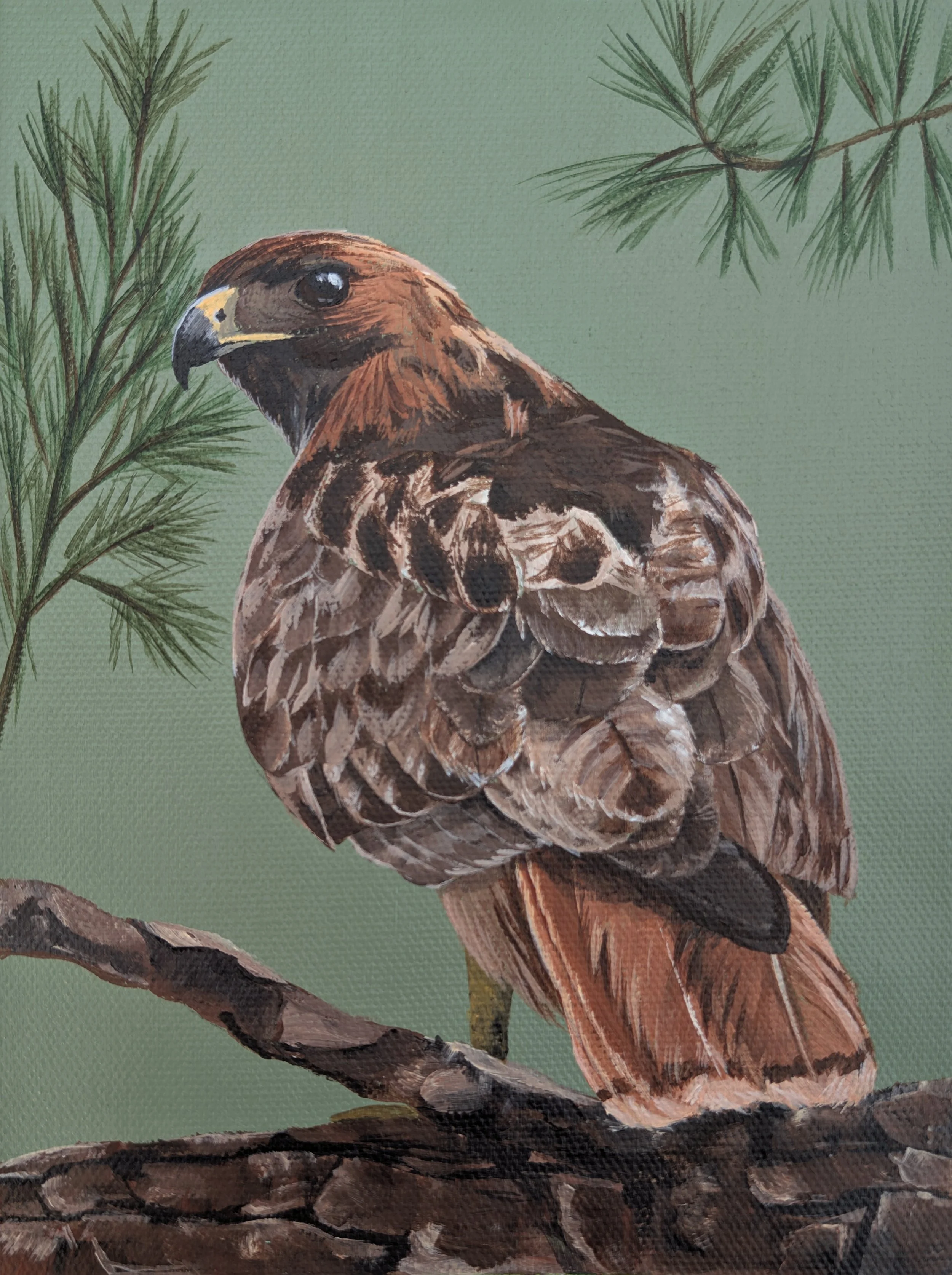 red tailed hawk