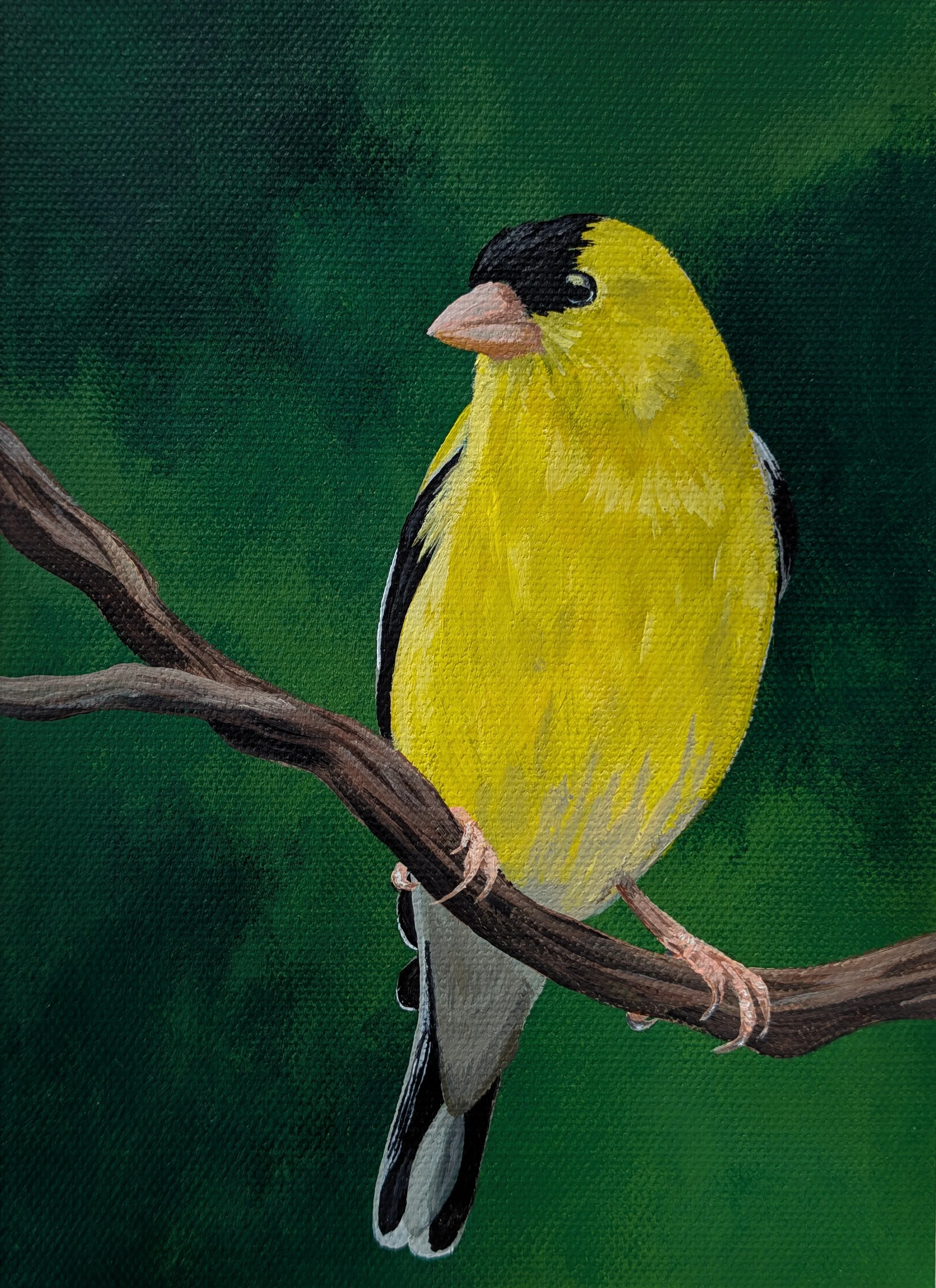 american goldfinch