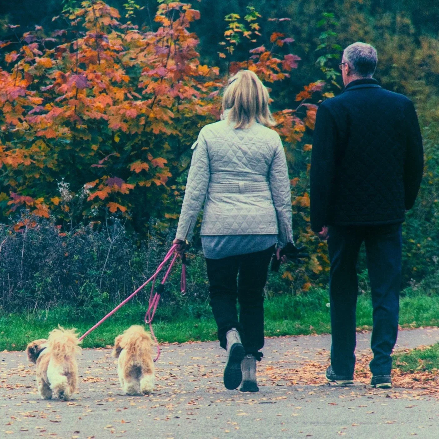 A woman and a man walking on a trail through a forest with orange and green autumn leaves, accompanied by two small fluffy dogs.