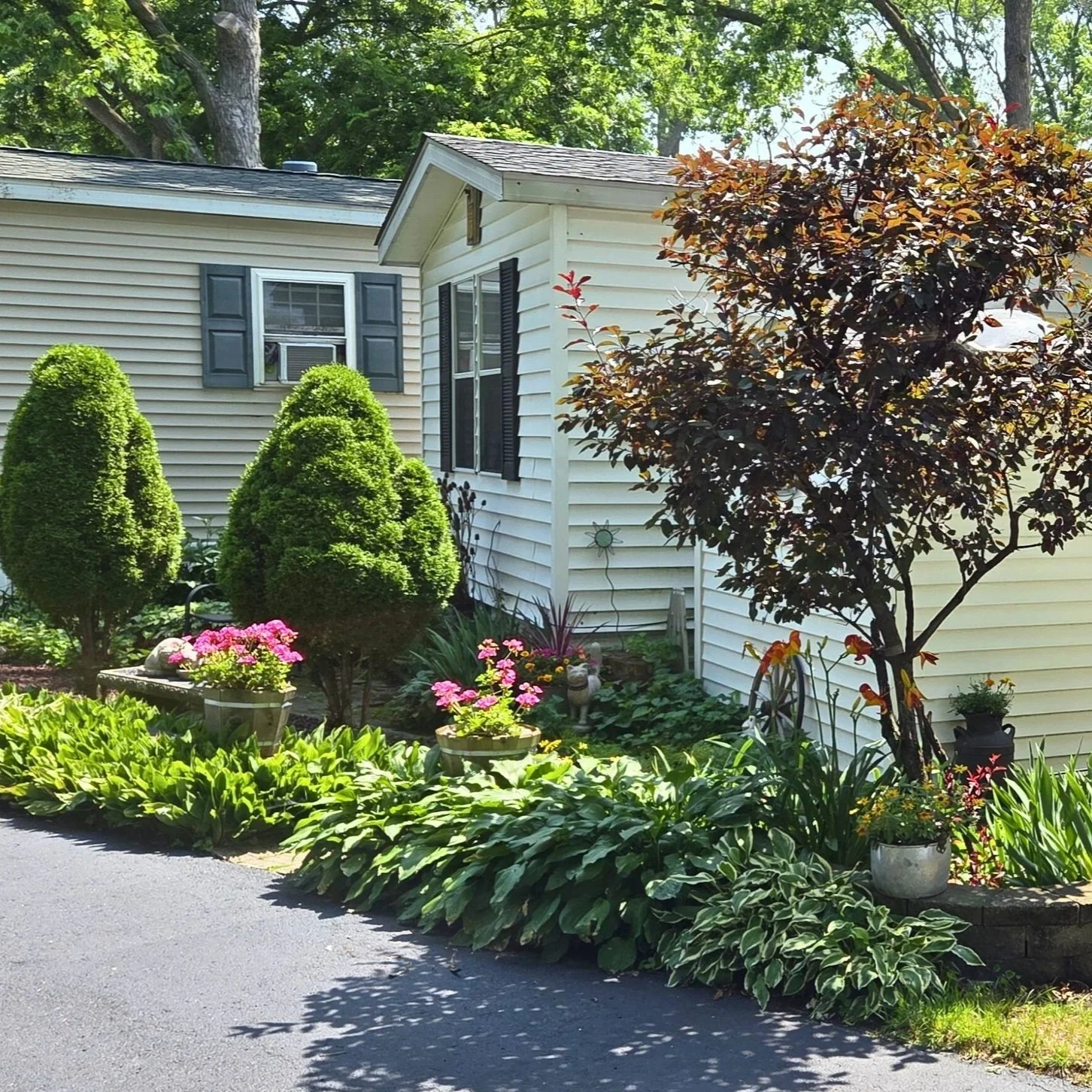A well-maintained front yard with neatly trimmed shrubs, potted flowers, a small decorative wheel, and a white house with black shutters in the background.