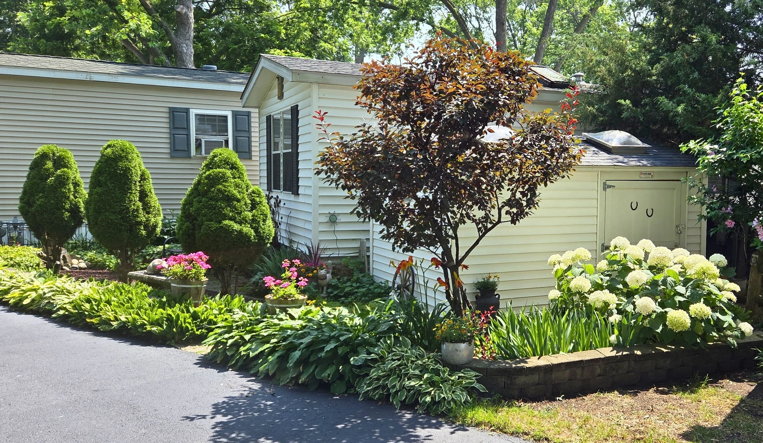 A well-maintained garden bed with various plants, including a small tree with dark red leaves, white hydrangea flowers, pink flowering plants, and leafy green shrubs in front of a white house with black shutters and a slide window.