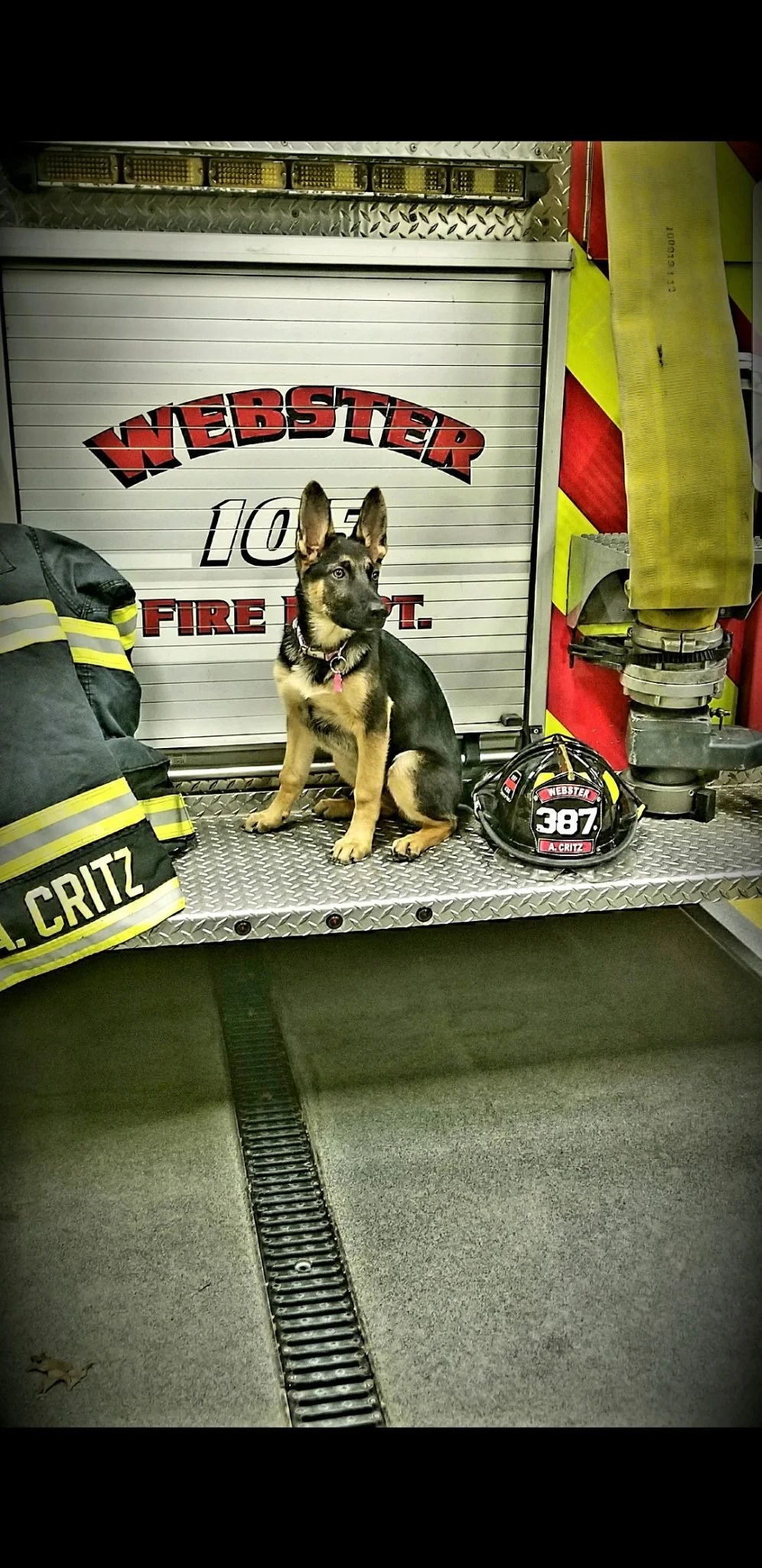 A training puppy sitting on a fire truck's step in front of a closed compartment door with the words "Webster Fire Dept." and several firefighter gear items nearby.