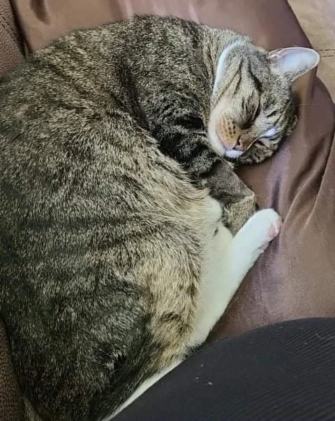 A tabby cat sleeping curled up on a brown fabric surface.