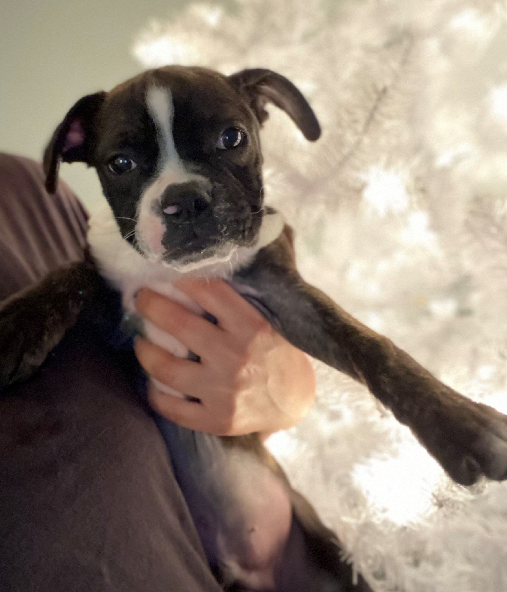 A person holding a small black and white puppy with a white stripe on its face, in front of a decorated white Christmas tree.