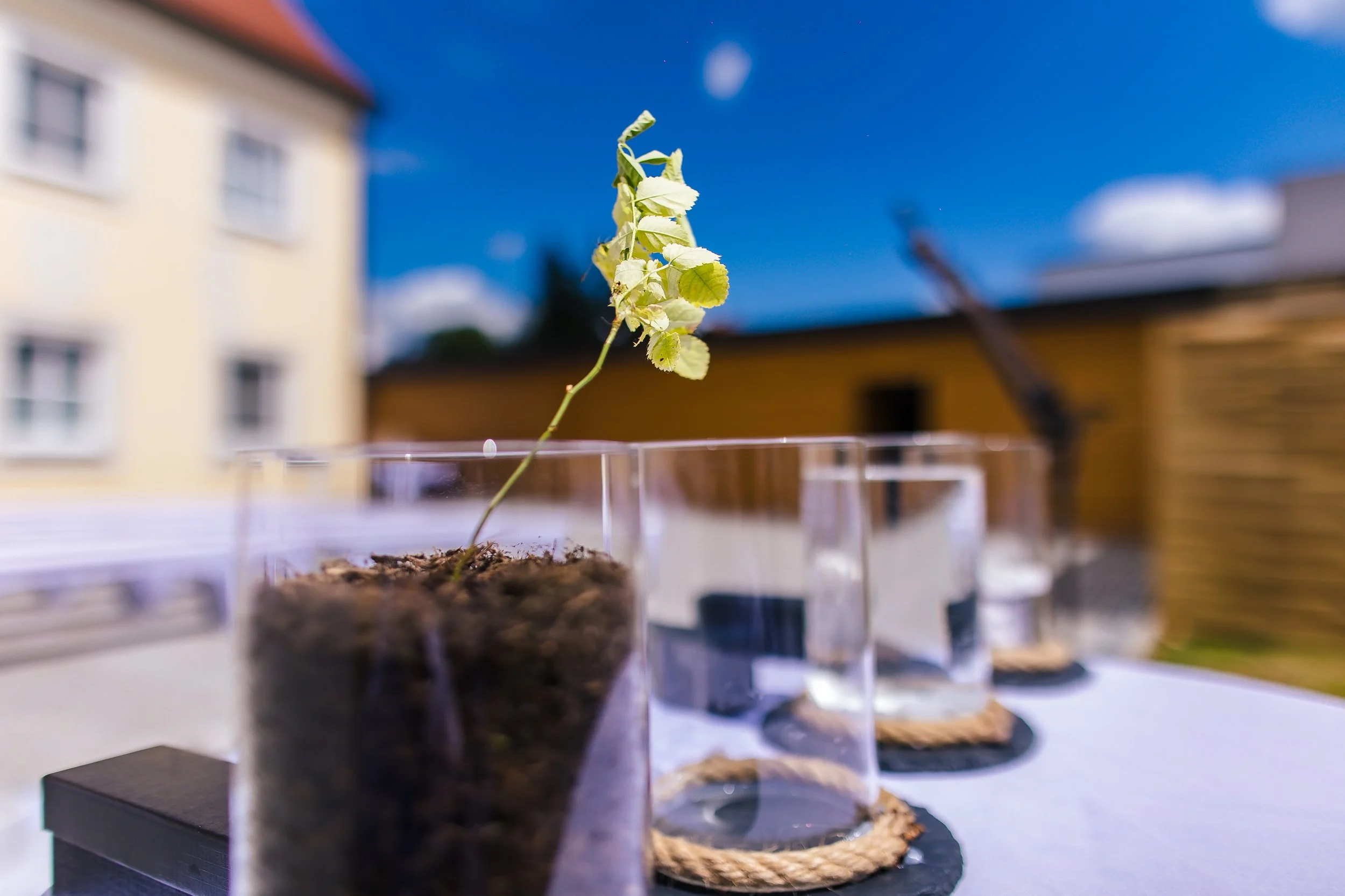 Eine kleine Pflanze wächst in einer transparenten Plastikbox mit Erde, im Hintergrund sind vier leere Gläser auf einer weißen Oberfläche und ein blauer Himmel mit einigen Wolken.