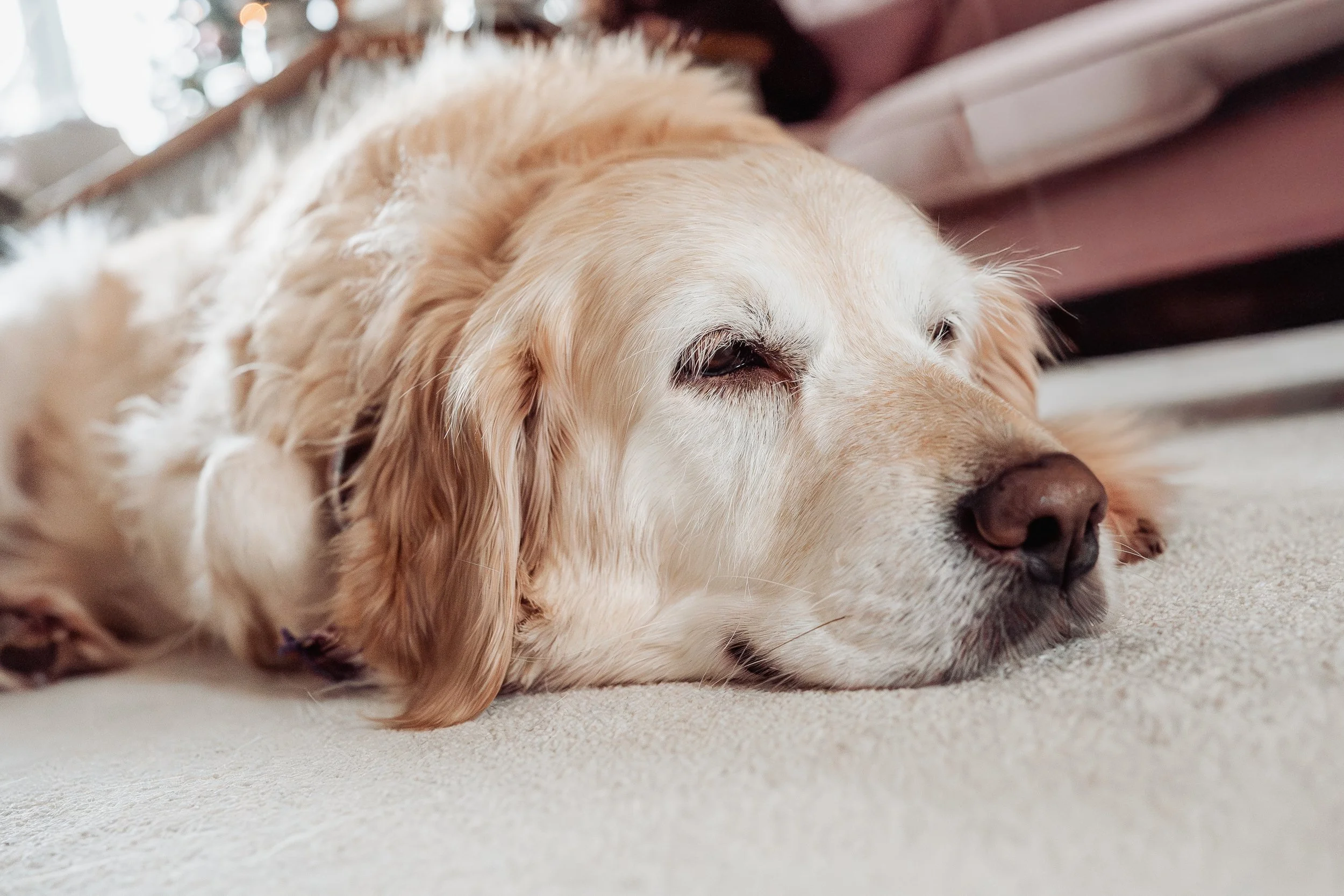 Albie (45 of 45).jpg