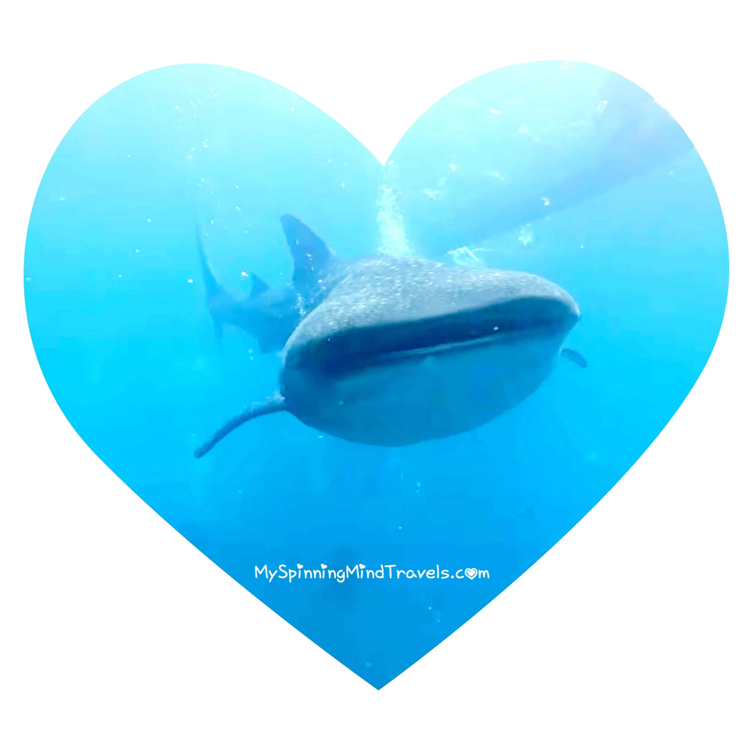 Snorkeling with Whale Sharks The Eco Tourism Way