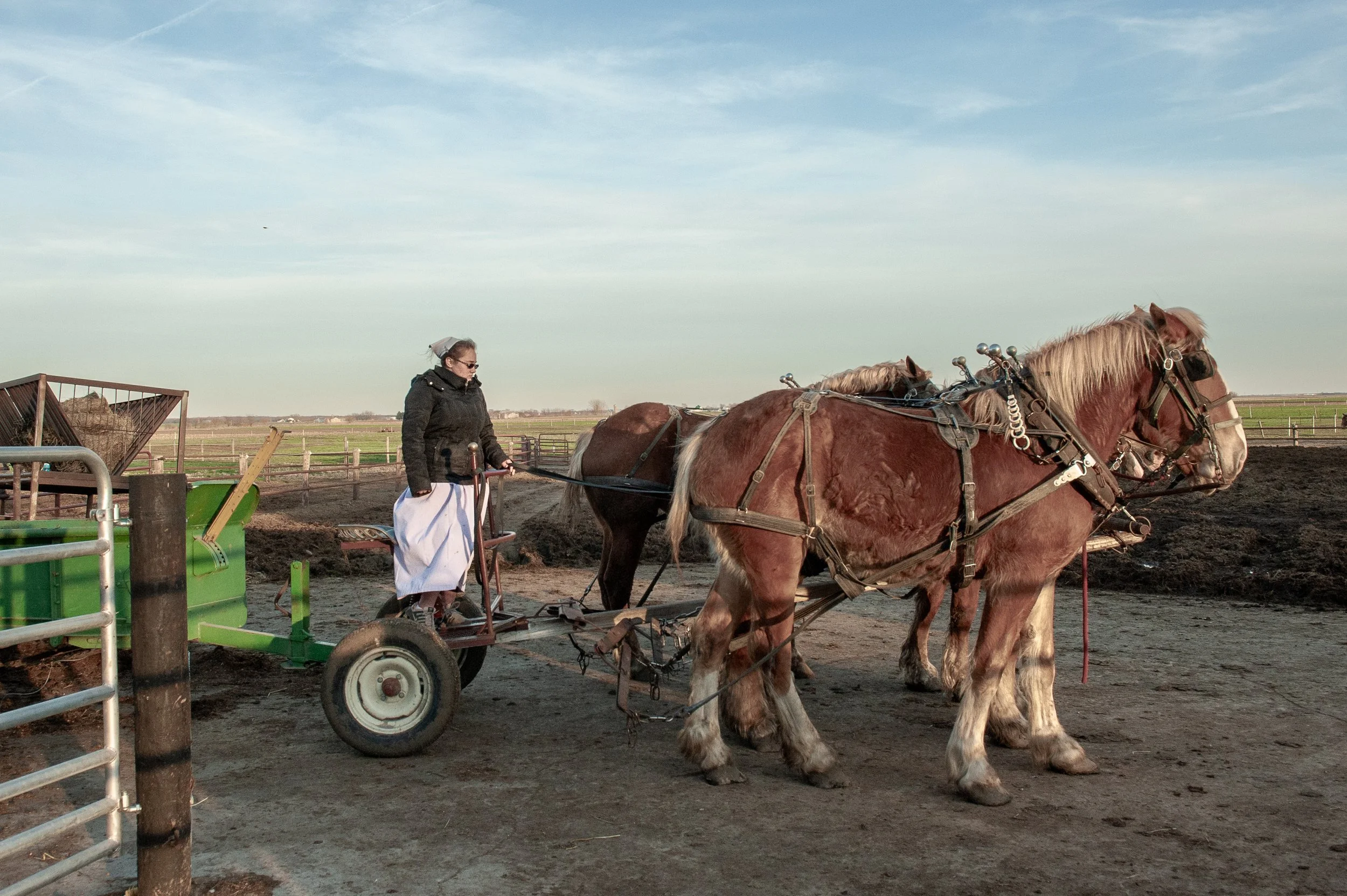 Frau auf einer Kutsche mit zwei großen Pferden auf einer Farm im Freien, mit einem offenen Himmel und einer Weideland im Hintergrund.