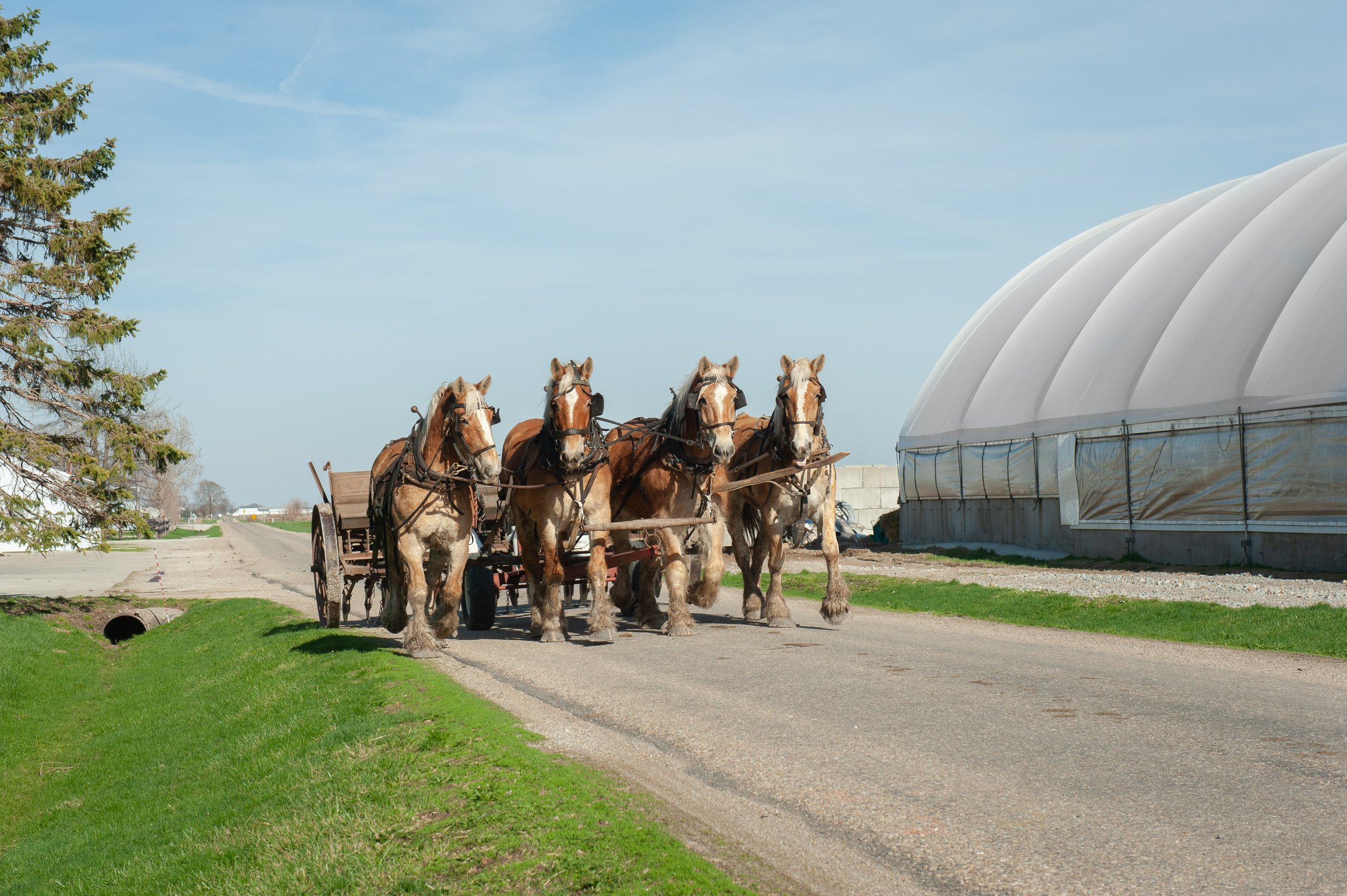 Vier Pferde ziehen ein Kutsche auf einer Landstraße, neben einem Gewächshaus.