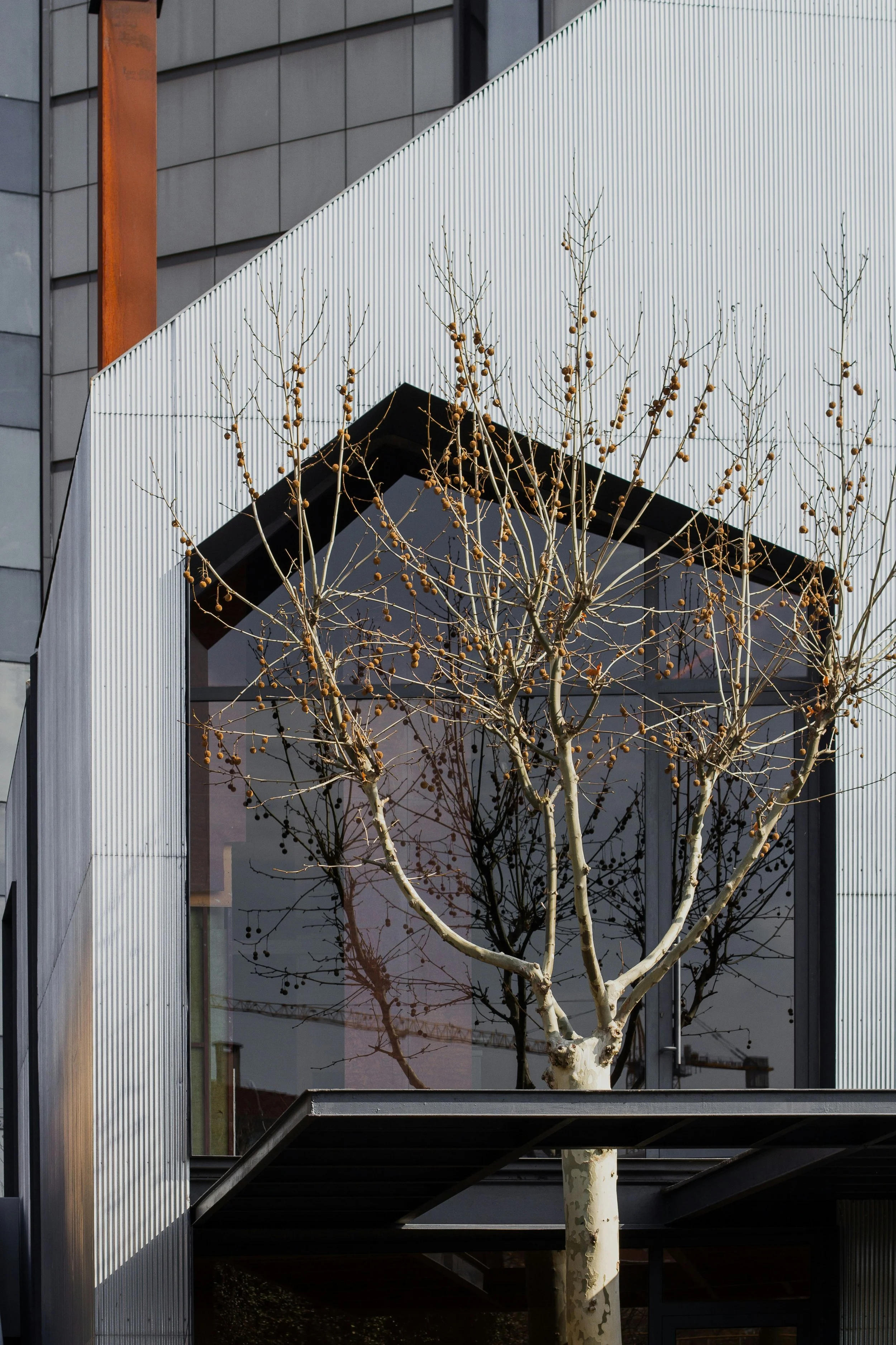 Modern building with corrugated metal exterior and large glass windows, with a leafless tree in front.