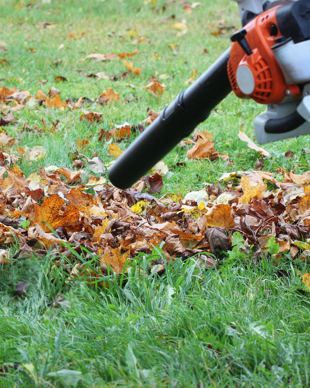 Person using leaf blower to clear fallen leaves on grass lawn.