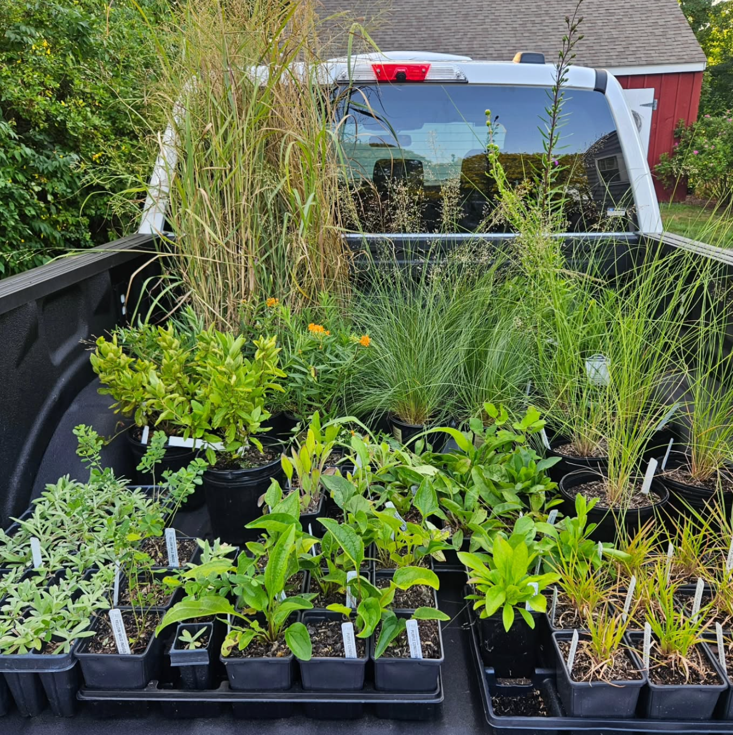 Potted plants and grasses loaded in the bed of a pickup truck, with a house and trees in the background.