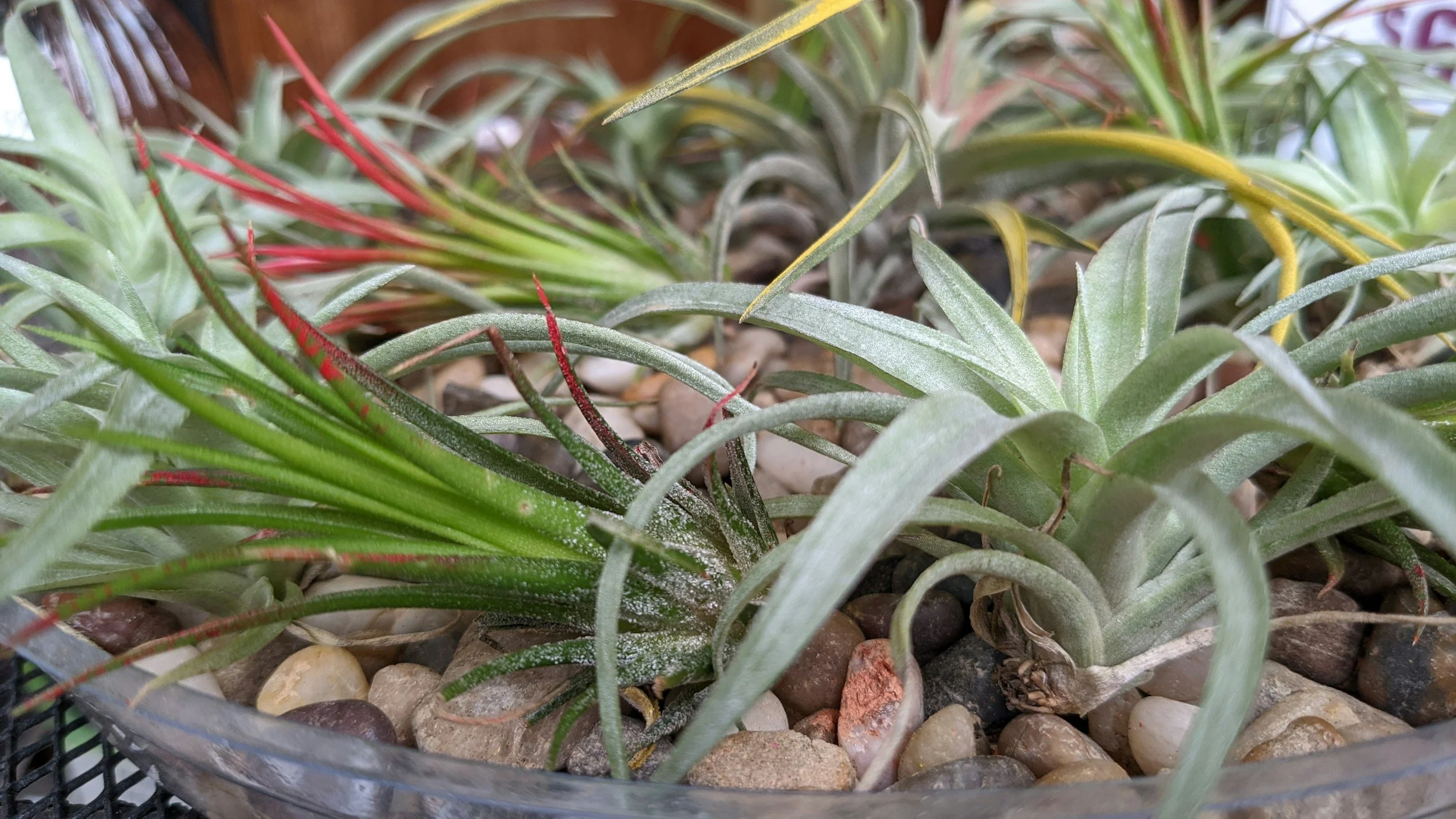 Sea Inspired Mandala Air Plant