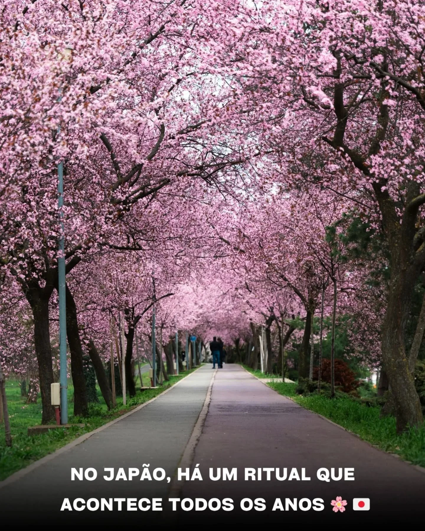 No Jap&atilde;o, a primavera celebra-se com hanami: o ritual de contemplar as cerejeiras em flor. 🌸
Um momento de pausa, de presen&ccedil;a, de apreciar o que &eacute; passageiro...

Por aqui&hellip; tamb&eacute;m levamos isso a s&eacute;rio. N&atil
