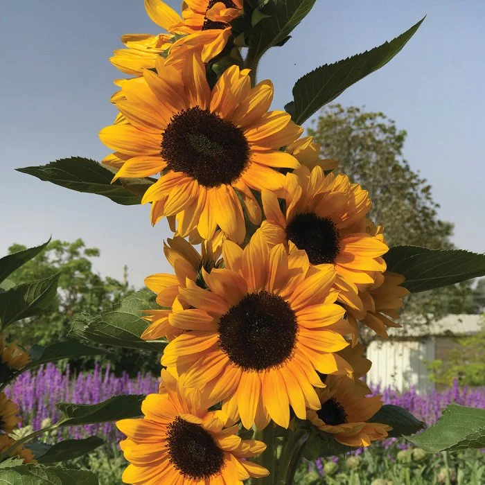 A cluster of bright yellow sunflowers with dark centers, set against a background of greenery and a light blue sky.
