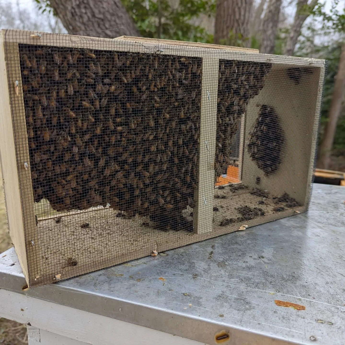 Hello new friends! Installed 2 3-pound packages from Beehive Barn in Cranbury this morning.

#beachbumbees #NJBeekeepers #NJstatebee #beekeepingNJ #NJhoneybee #GardenStateBee #supportlocal #shoplocalnj #madeinnj #njfoodie #sustainableliving #buzzwith