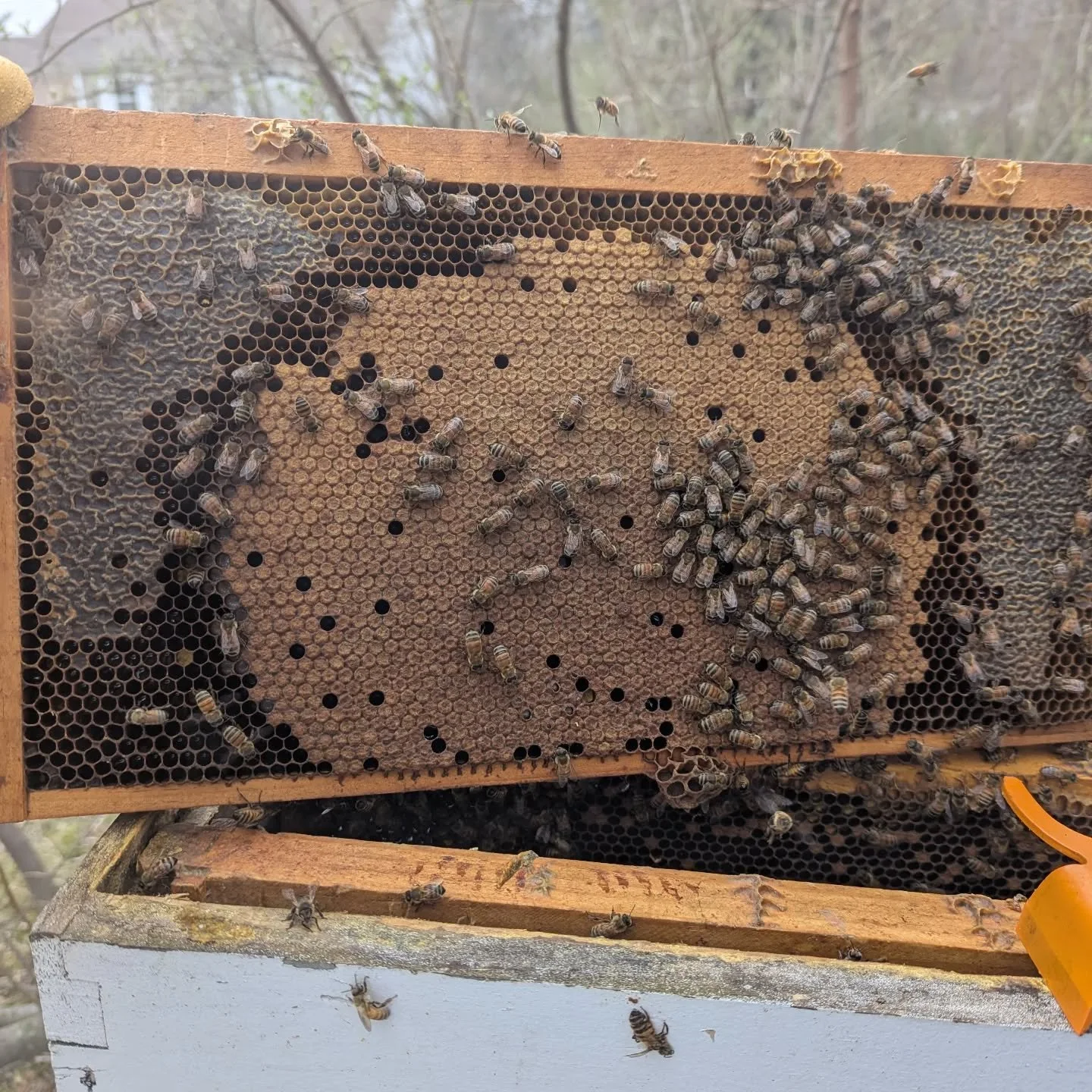 Our over-wintered hive is loving Spring

#beachbumbees #NJBeekeepers #NJstatebee #beekeepingNJ #NJhoneybee #GardenStateBee #supportlocal #shoplocalnj #madeinnj #njfoodie #sustainableliving #buzzwithus #fromthehive #honeylove #farmmarketfinds #localho