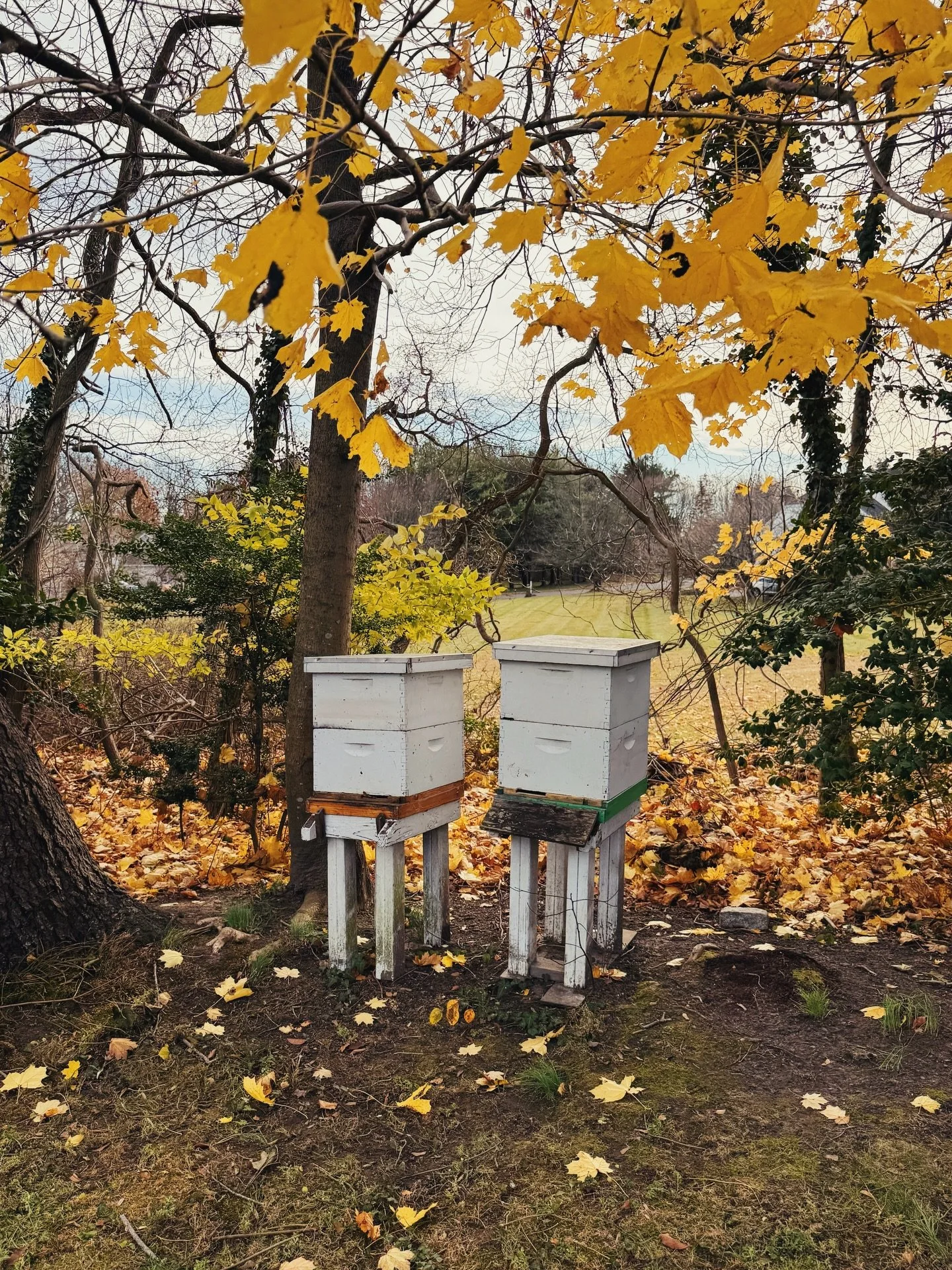 Grateful for another year of good honey &amp; happy bees. Thank you to all our family, friends, &amp; customers who has supported us this year! 🐝💛