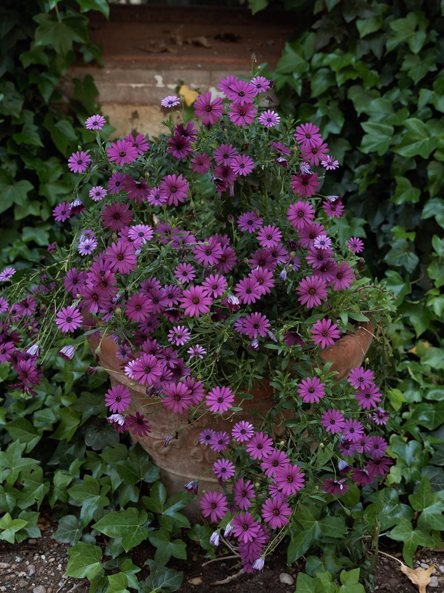 Purple flowers

#fotografiadeboda #fotografiadebodas #bodas2025 #bodas2026 #fotografiadecasamentos