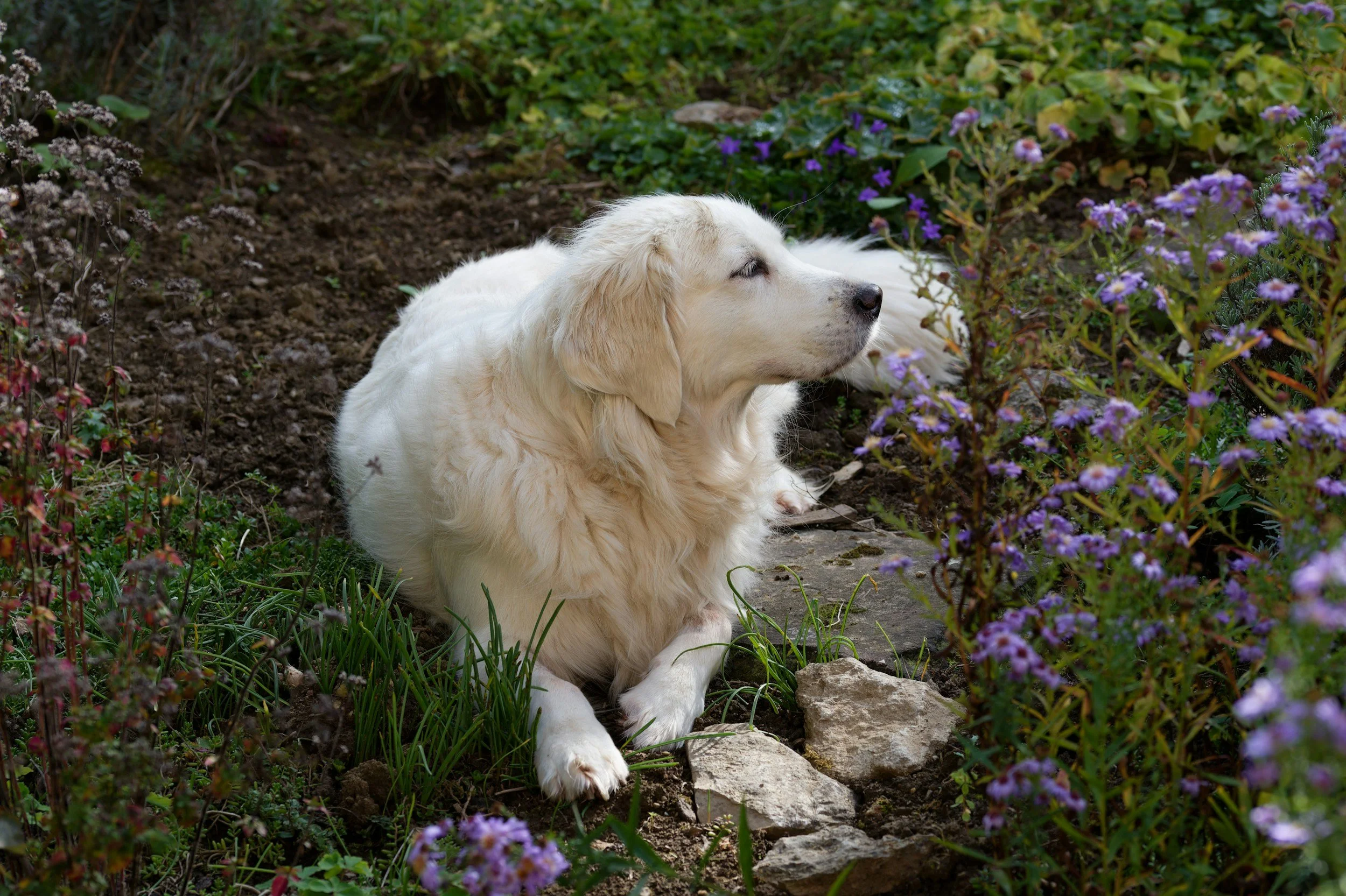 A cream-colored dog resting in a garden surrounded by purple and pink flowers and green foliage.