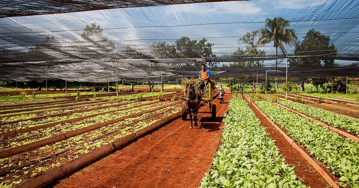 Farmer riding a horse-drawn cart through a greenhouse with rows of leafy vegetables on either side.