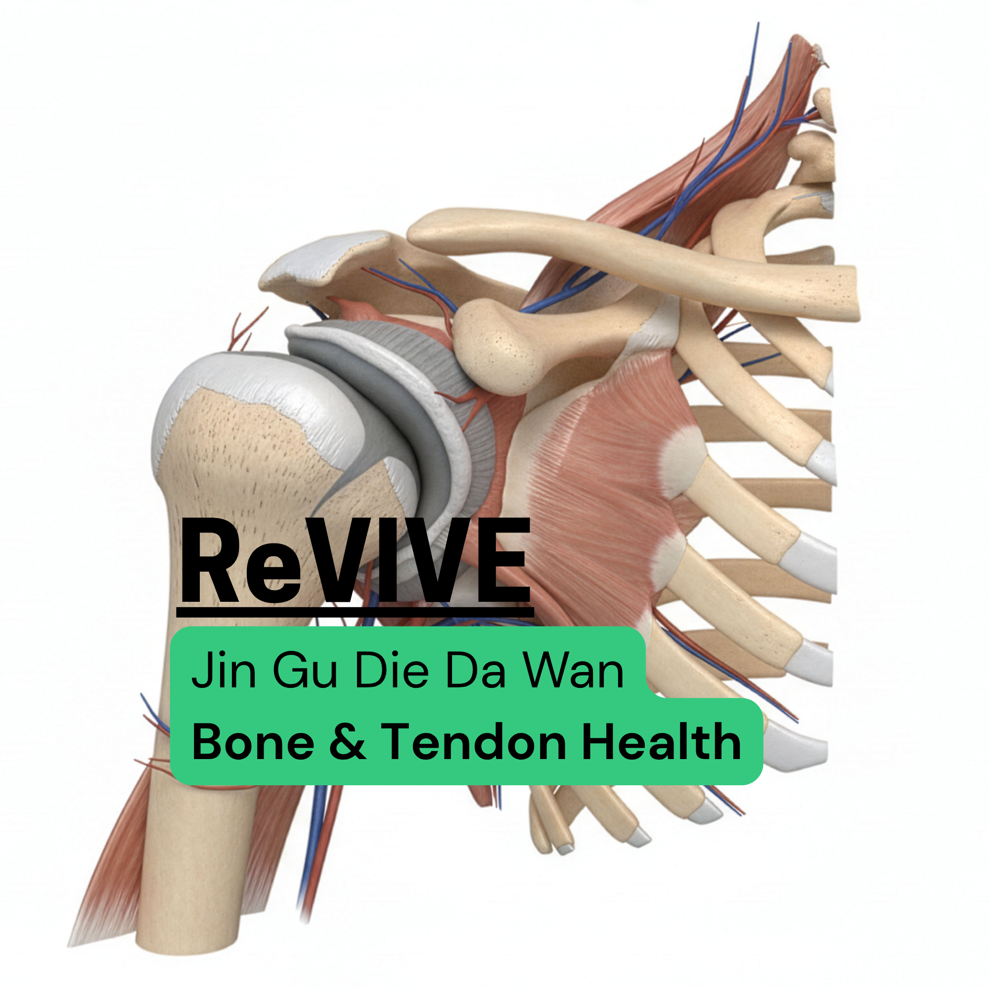 Revive-Tendon.png