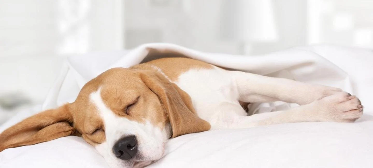 A beagle puppy sleeping peacefully on a bed with a white blanket.