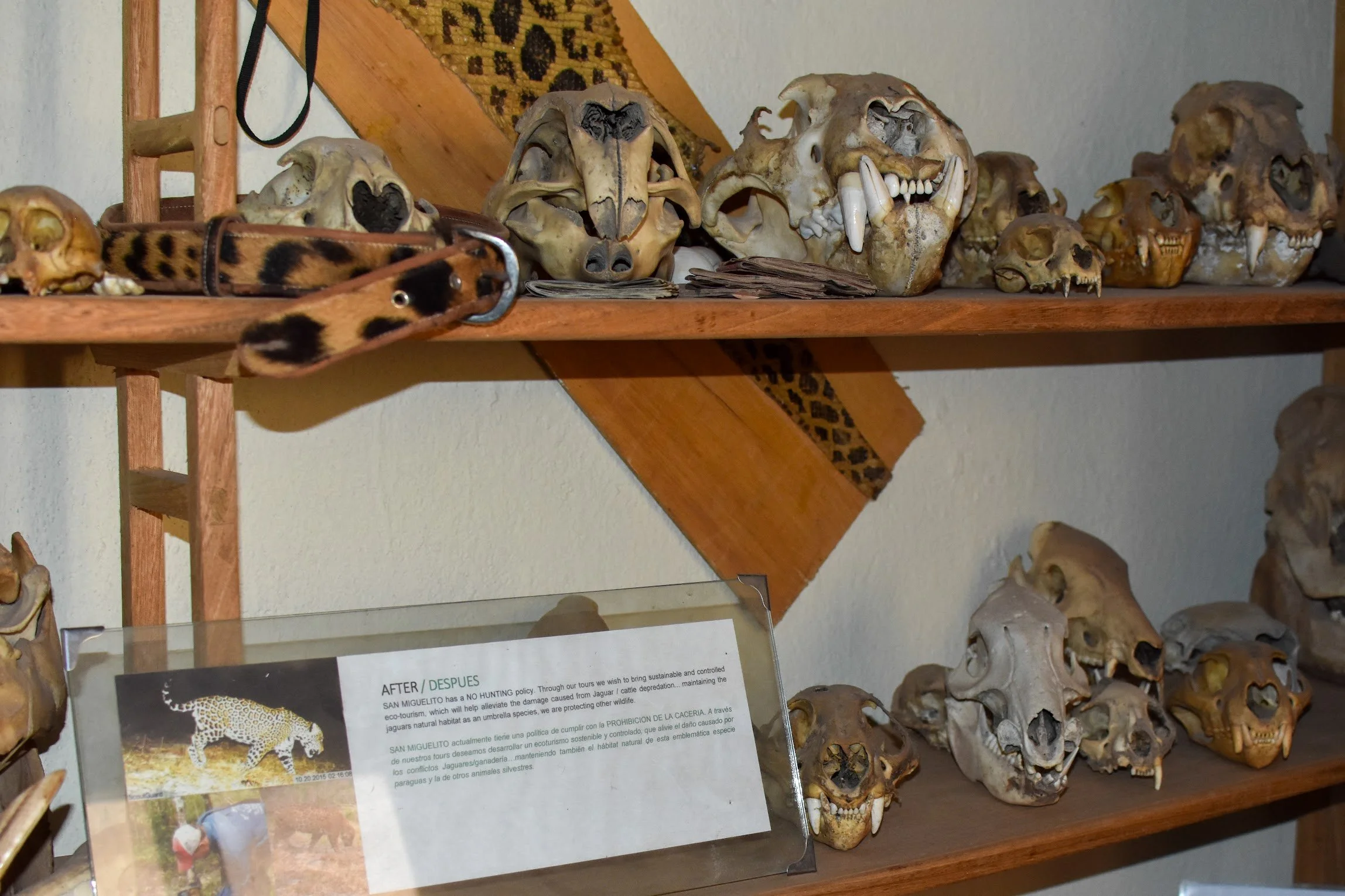 EzraBoliviaJaguarSkulls.jpg