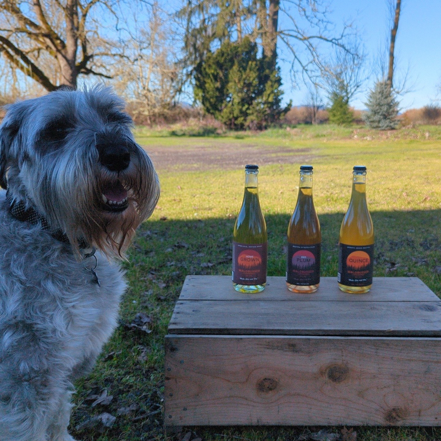 Beautiful Fruits from the Farm release is coming, 10 days left to get on the #drycider train! All three featuring fruit from our 5 acres, Home Grown full of our Herefordshire Redstreaks, Red Plums are sourced solely from our one plum tree, and Quince