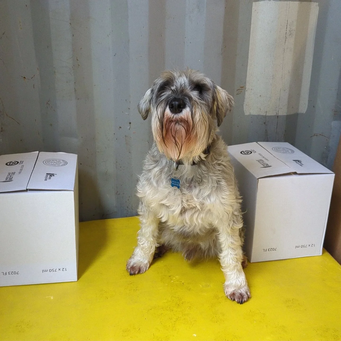 Two empty cases of new 750ml bottles left from the original pallet (98 cases) guarded by the Ciderworks head of security and unofficial #spokesdog. That's over 1100 bottles filled since August, with our two Fill Boss counter pressure fillers. Not inc