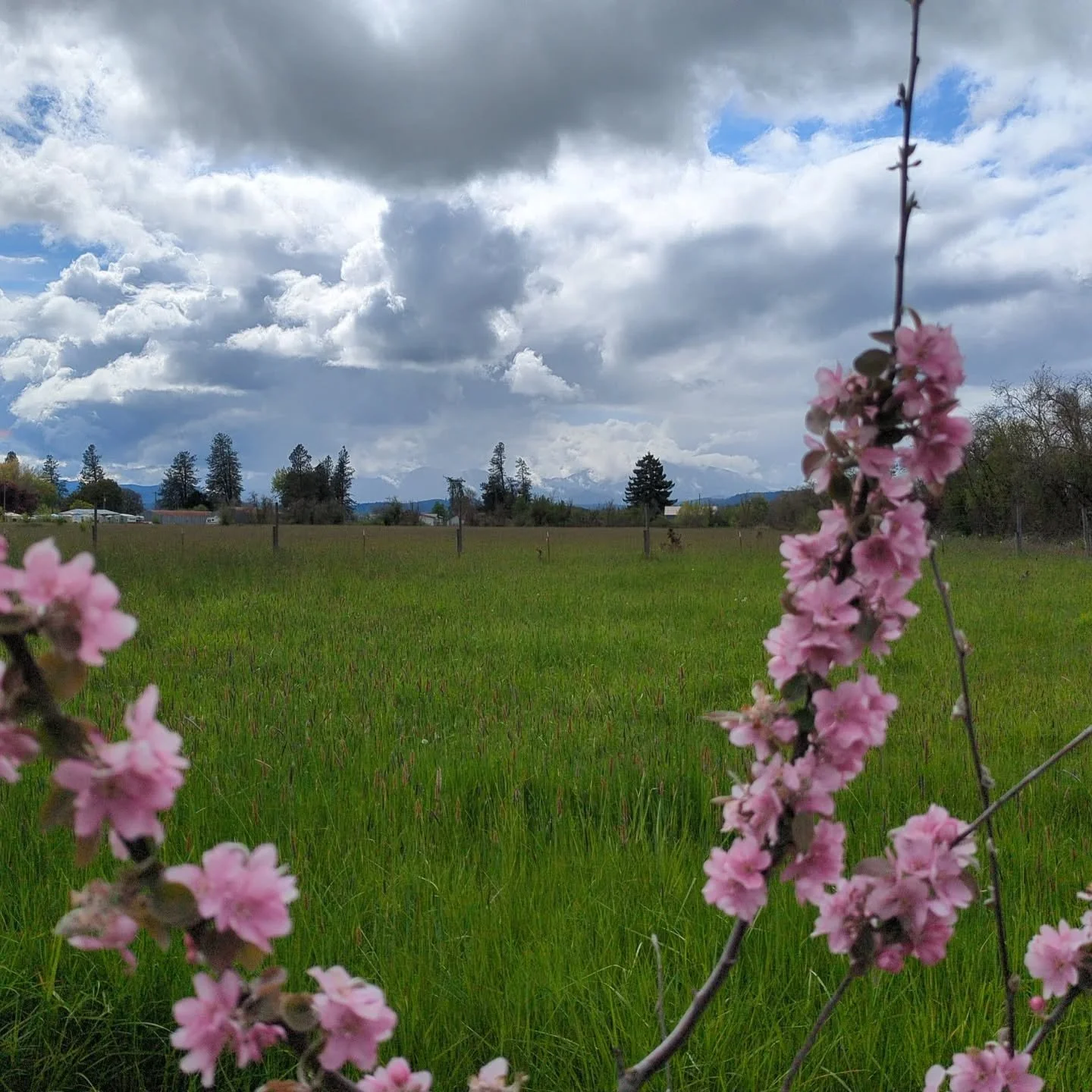 Just some scenes from the farm, enjoy the spring time flowers! Grosbeaks and Goldfinches at the feeder, and the Golden Crowned Sparrows singing in the evening. Butterflies and bees abound.

Working on an n/a alternative this past week, more to come s