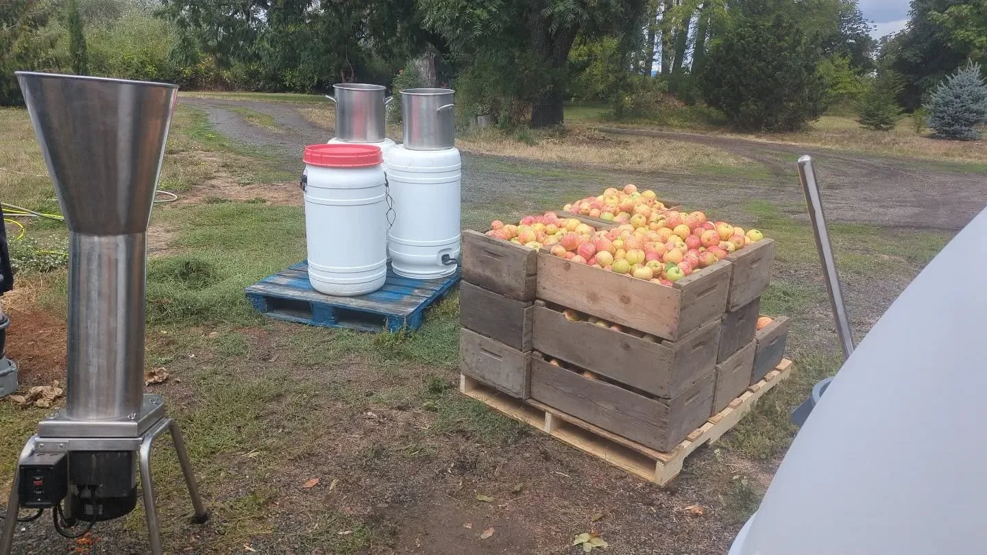 Our Herefordshire Redstreaks on their way to their higher calling... #drycider. Keep an eye out for Sour Cherry Cider in a few months, #slowcider #drycider #0Brix.