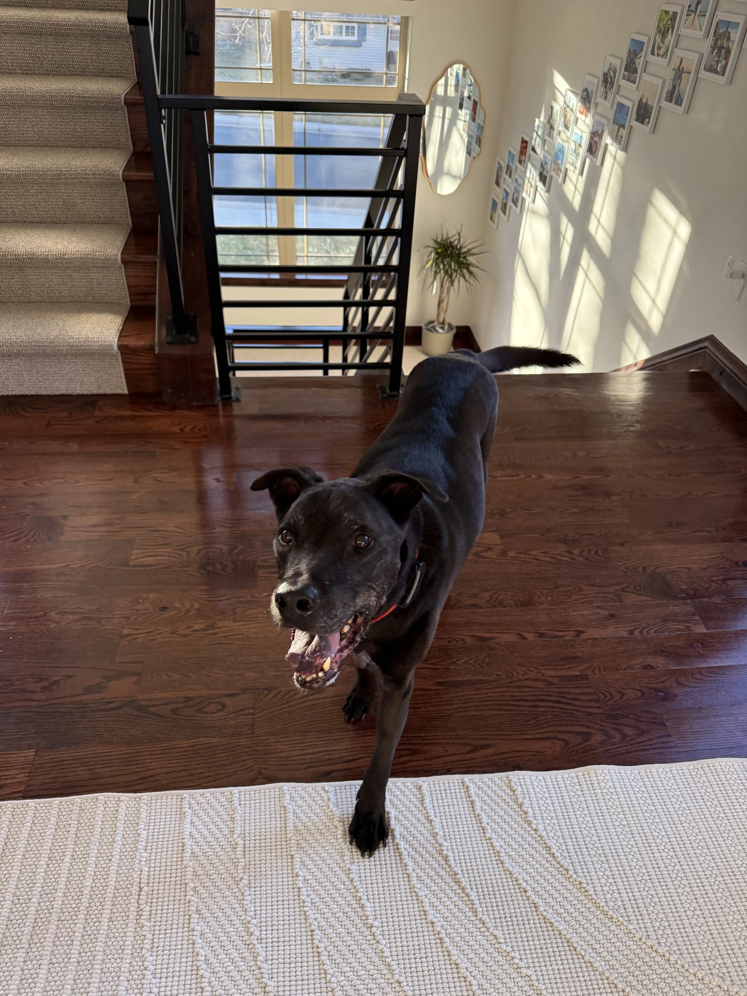 Happy 14th Birthday Rocky: Holding Space for Our Gratitude and Our Fear