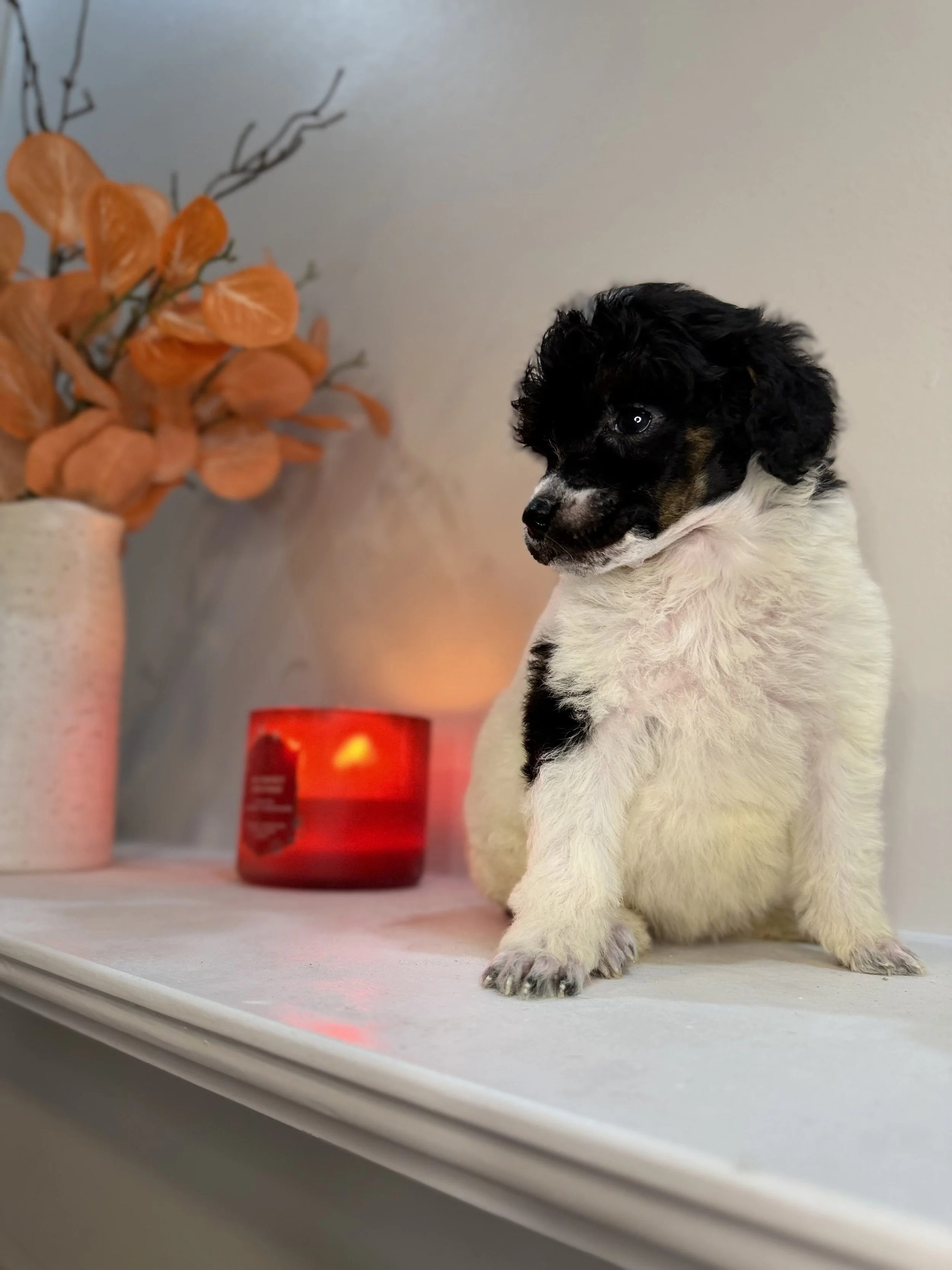 A tiny black and white puppy sleeping peacefully in a person's hand with a background of decorative pillows featuring animal illustrations including a bunny with a bowtie and a bear.