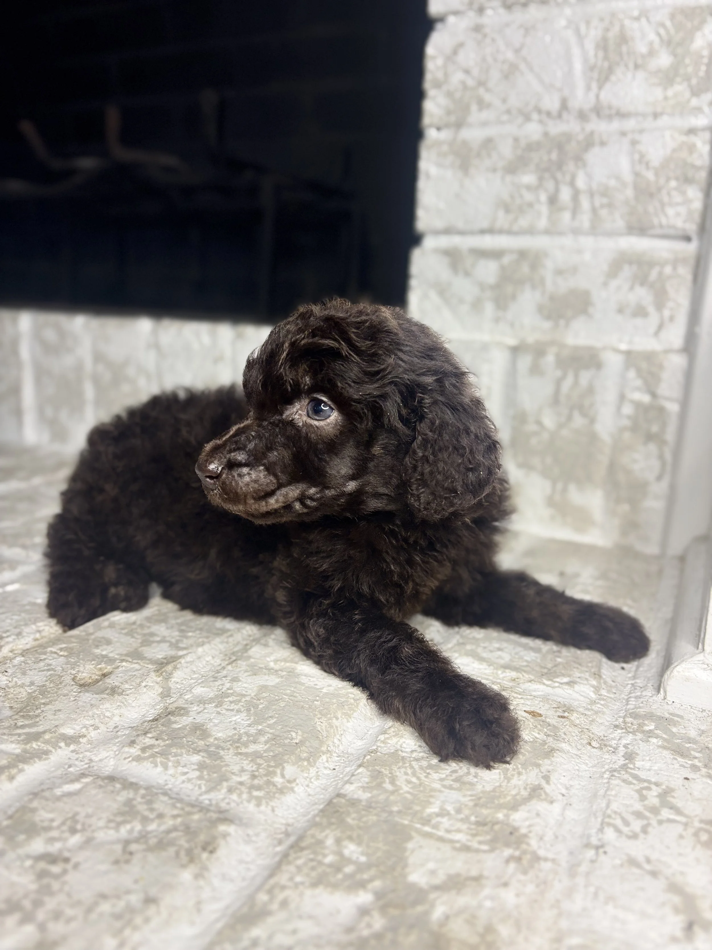 A small black and white puppy resting on a person's hand. In the background, there is a decorative item with a cat image and the words 'Benjamin Bunny' written across the image.