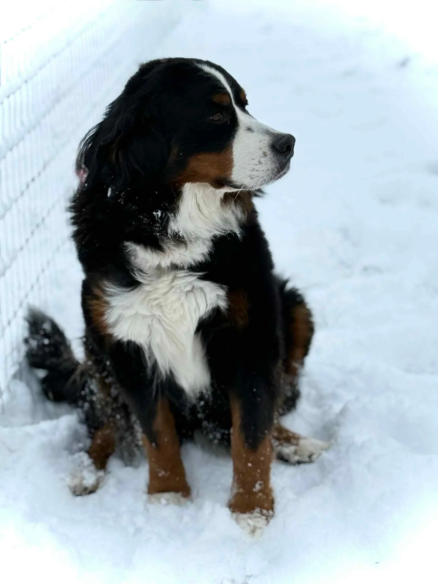 Rakka Bernese Mountain Dog