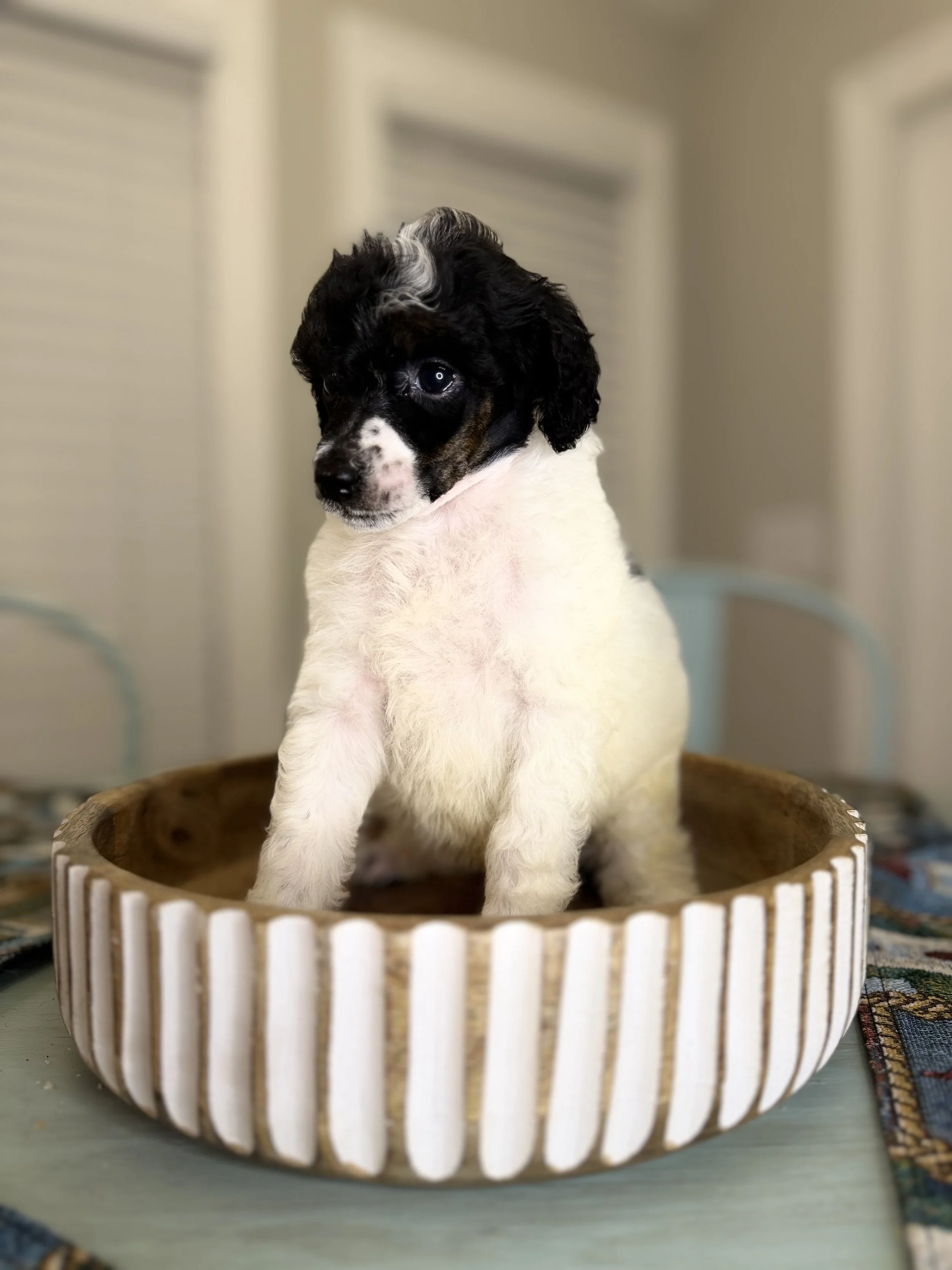 A tiny brown and white puppy is being held, sleeping peacefully in someone's hand, with a background of a framed picture of a cat.