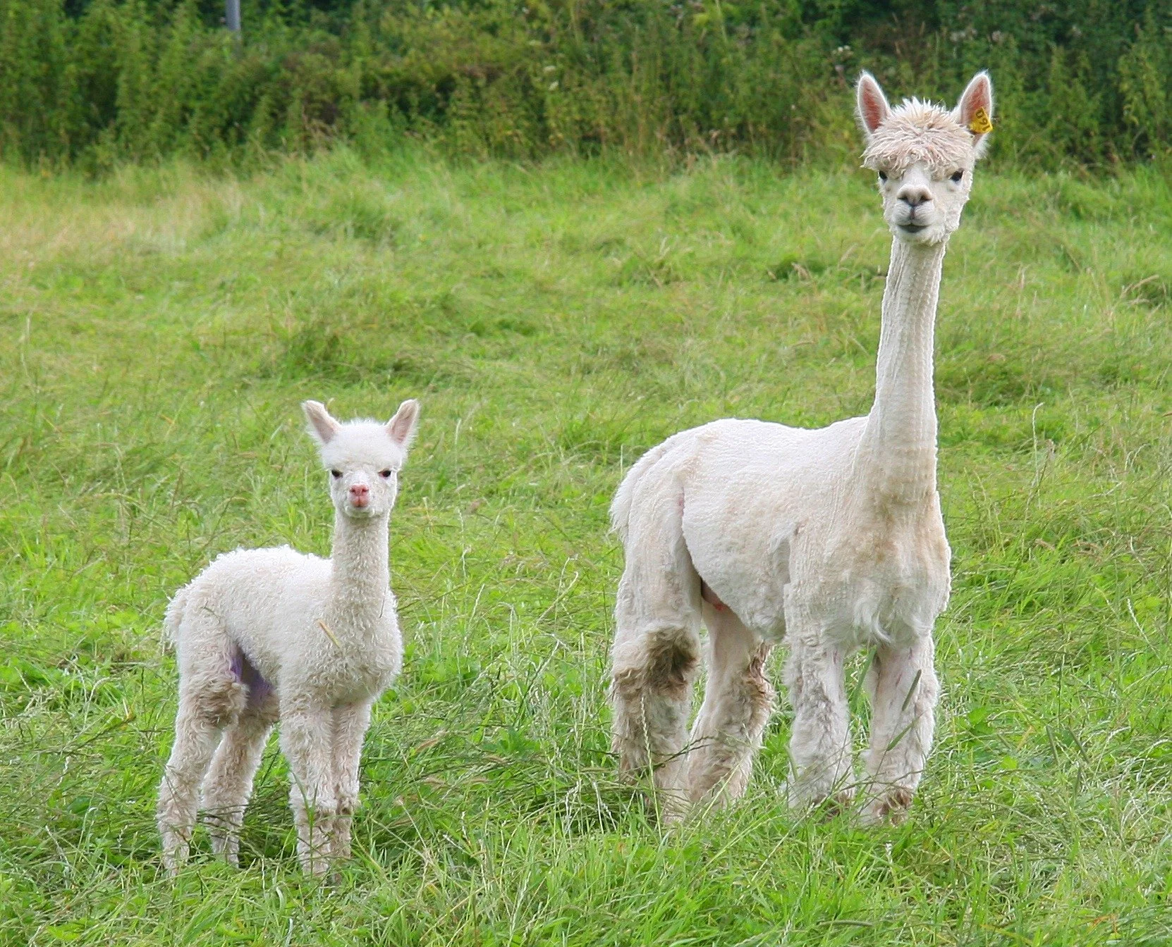 Two alpacas standing in a green grassy field with trees in the background, one can have a yellow tag on its ear.