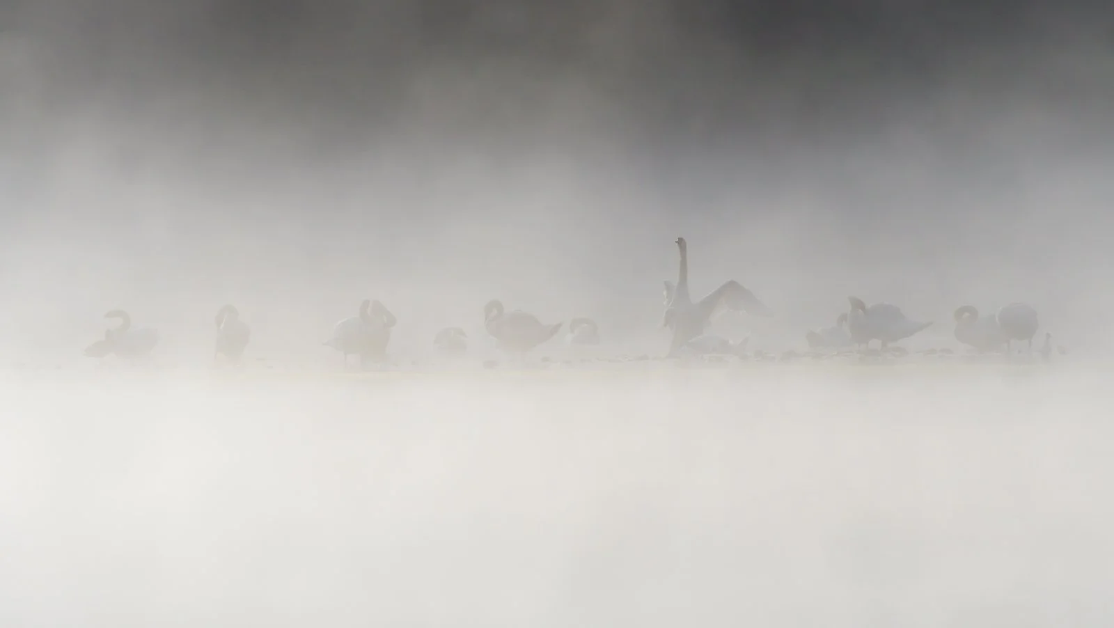 Swans in the Mist