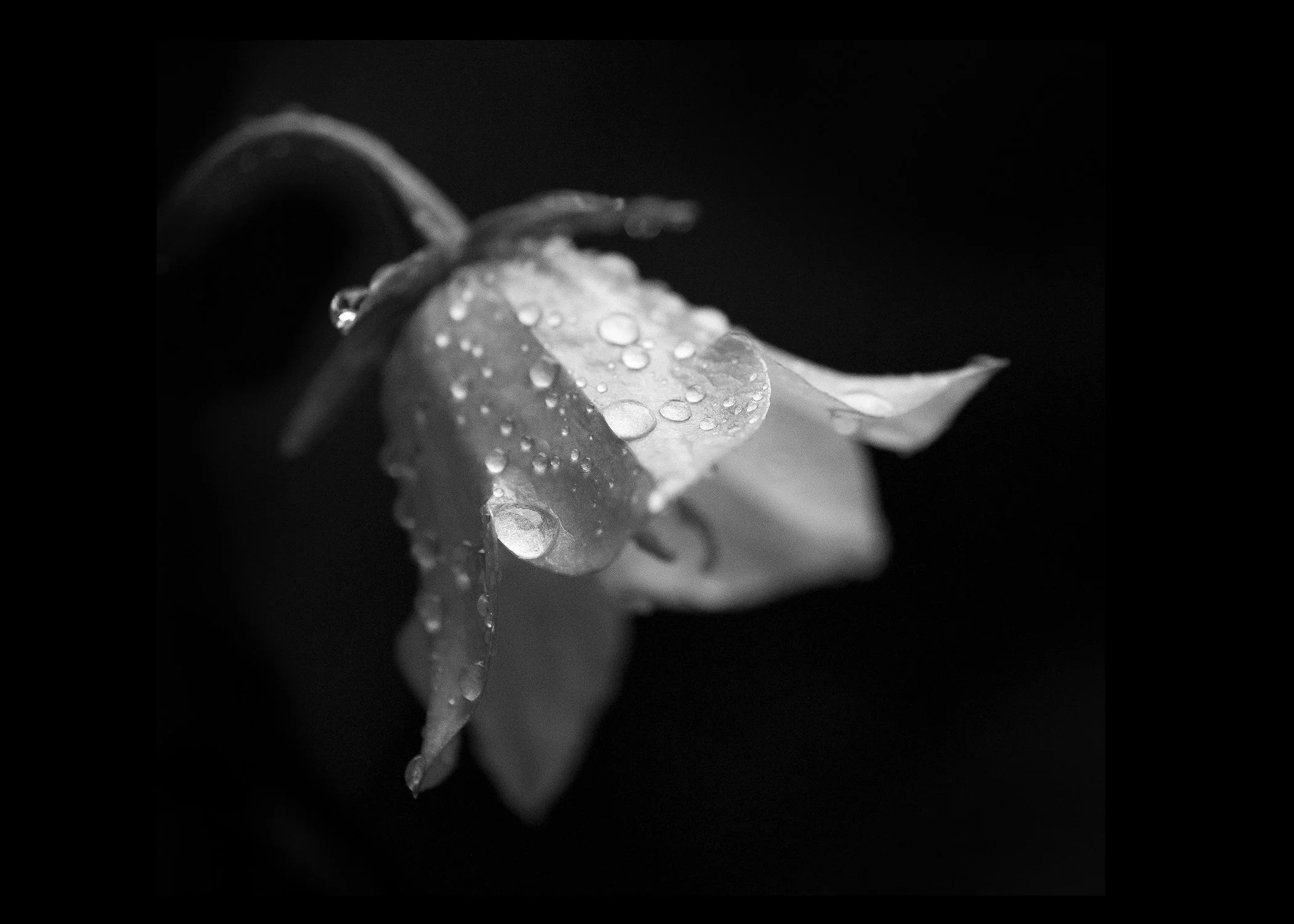 1st – Campanula Mono Study – Alistair Carrie