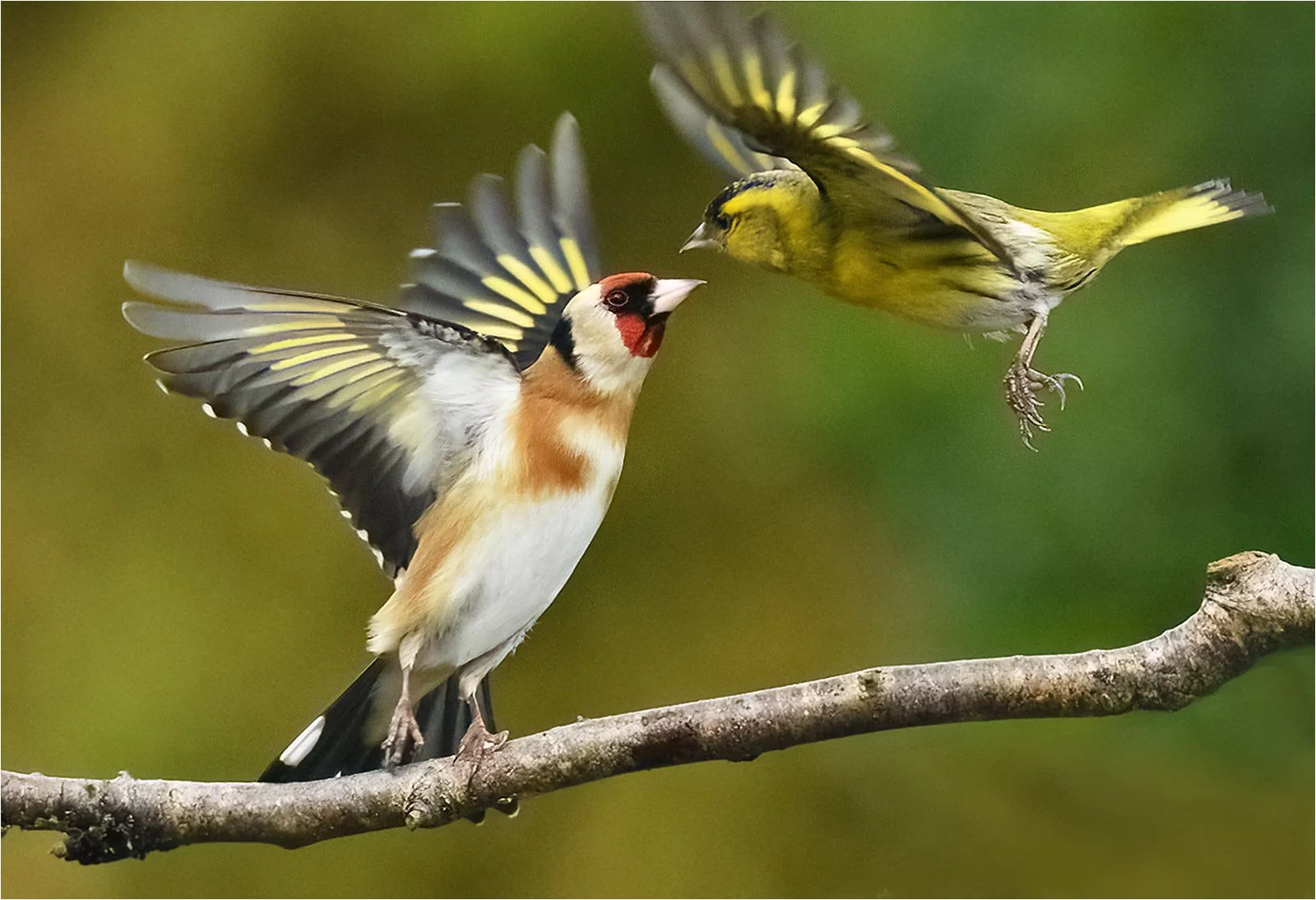 C – Goldfinch v Siskin – Malcolm McBeath